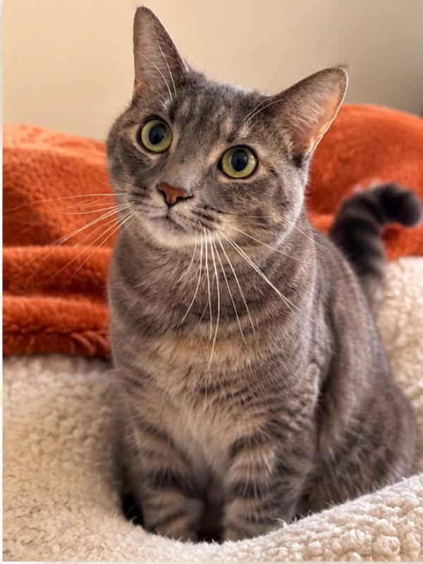 Enlarge Fraya, a Adoptable Dilute Calico in Knoxville, TN image 3/3