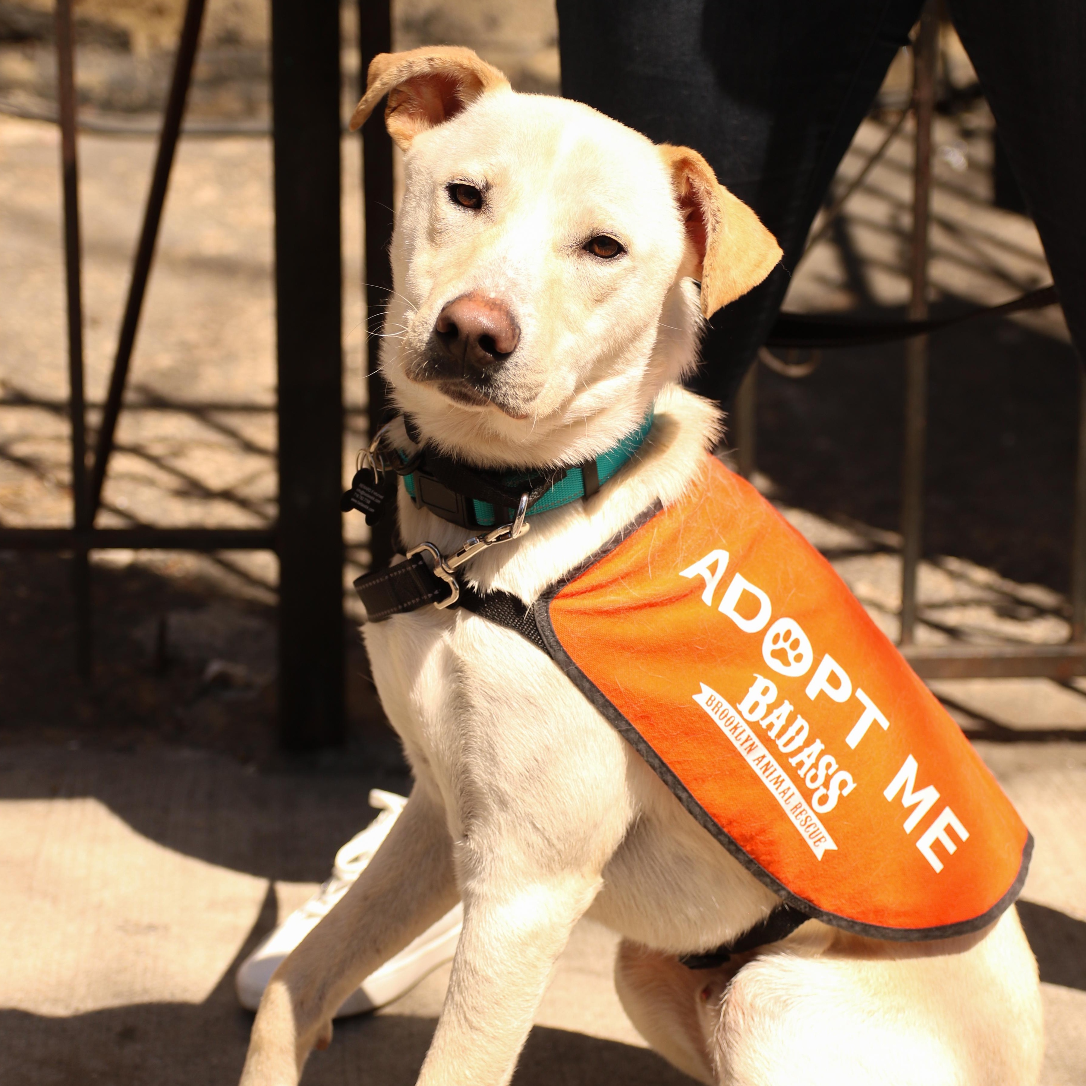 Enlarge Saja, a ADOPTABLE Labrador Retriever in Brooklyn, NY image 3/4