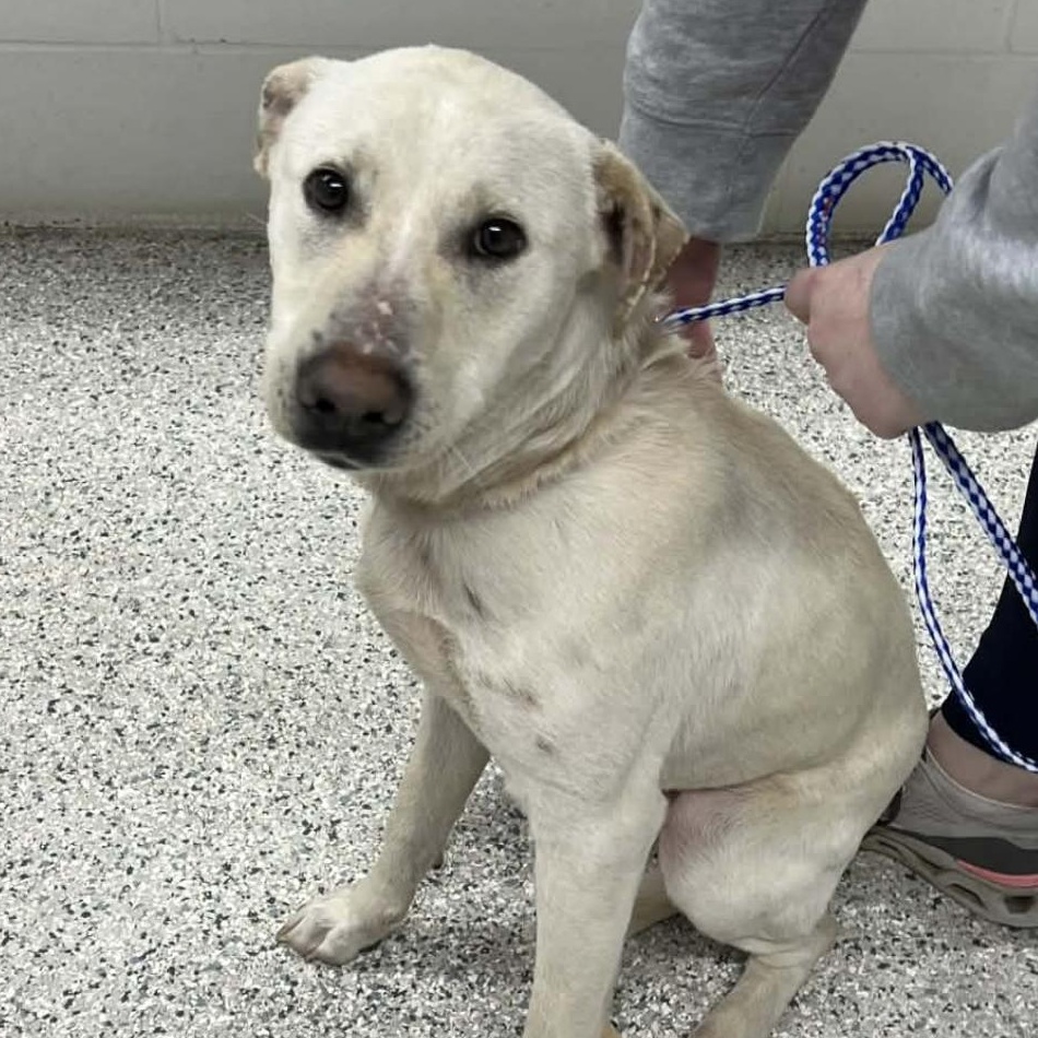 Saja, ADOPTABLE, Young Male Labrador Retriever.
