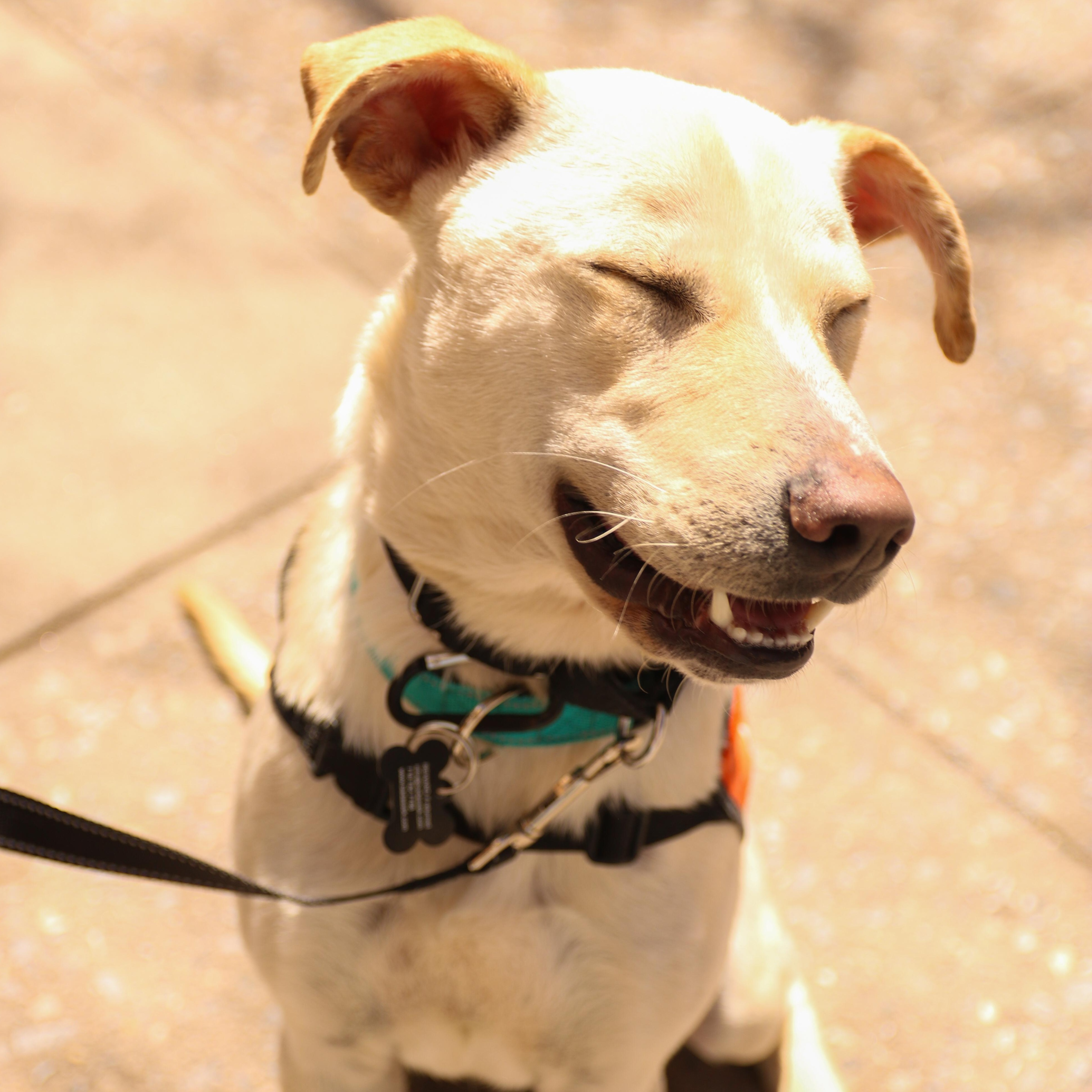 Enlarge Saja, a ADOPTABLE Labrador Retriever in Brooklyn, NY image 2/4