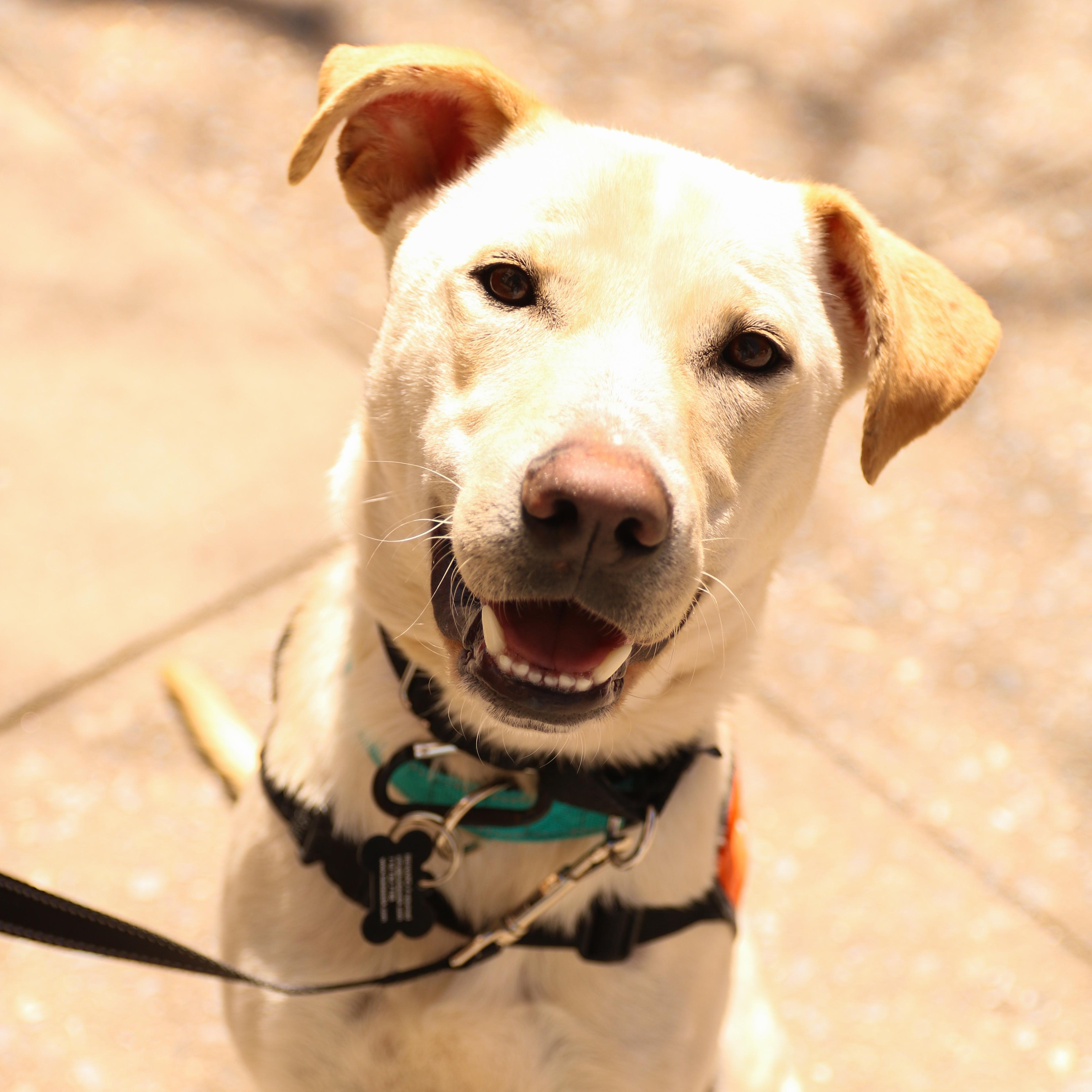 Saja, ADOPTABLE, Young Male Labrador Retriever.