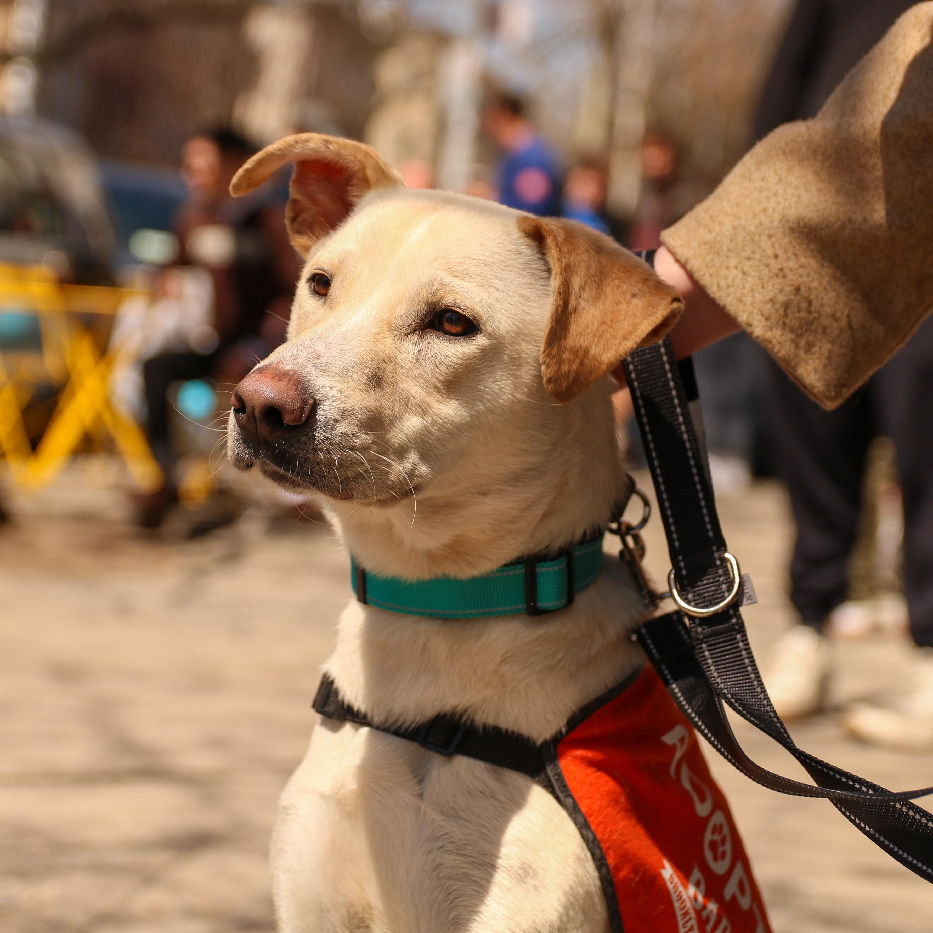 Enlarge Saja, a ADOPTABLE Labrador Retriever in Brooklyn, NY image 4/4