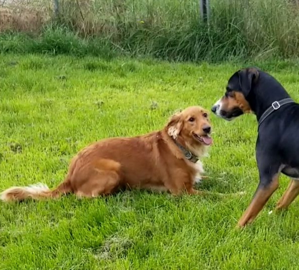 Eva, Adopted, Young Female Golden Retriever.