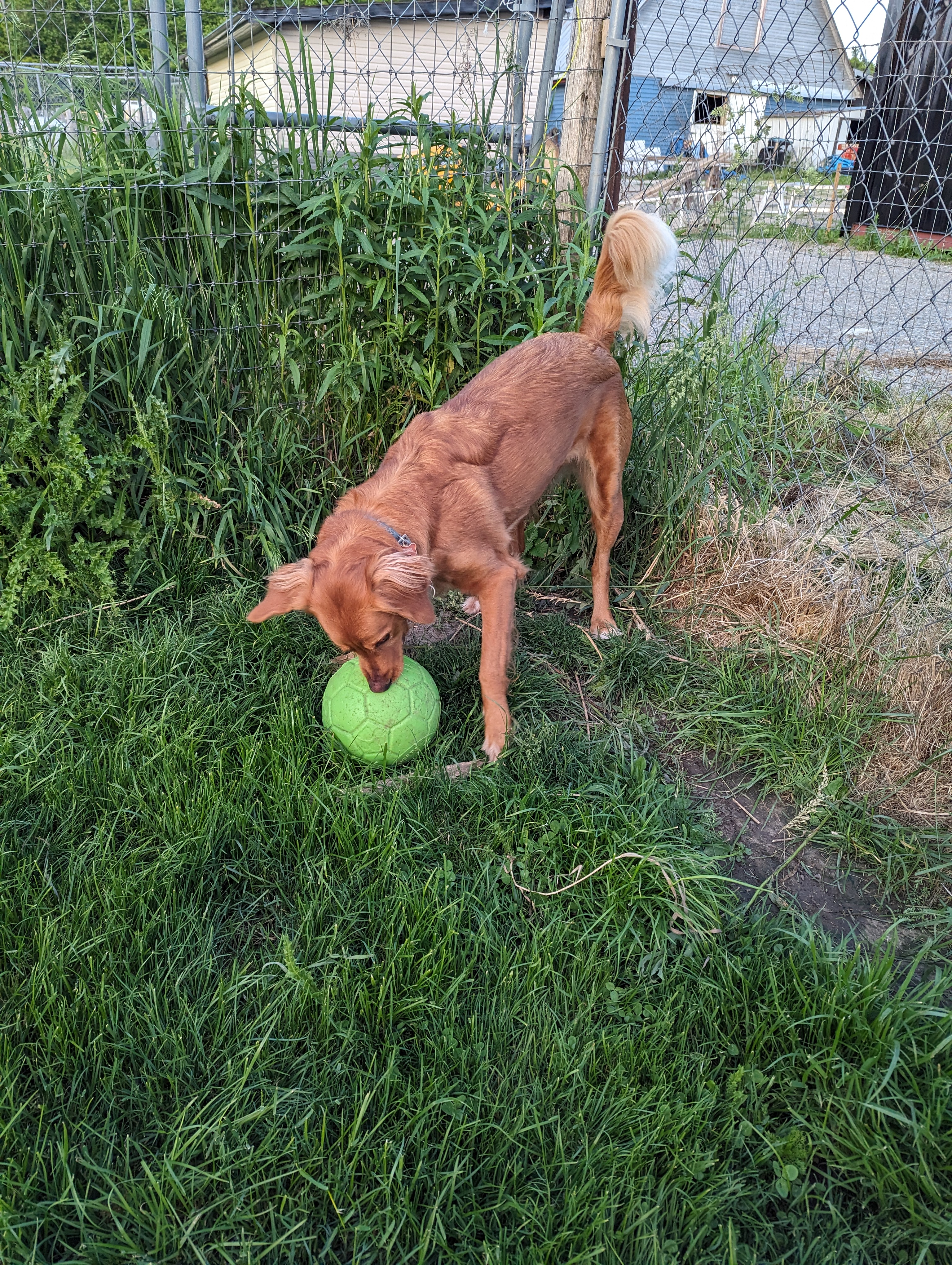 Enlarge Eva, a Adopted Golden Retriever in Tottenham, ON image 2/2