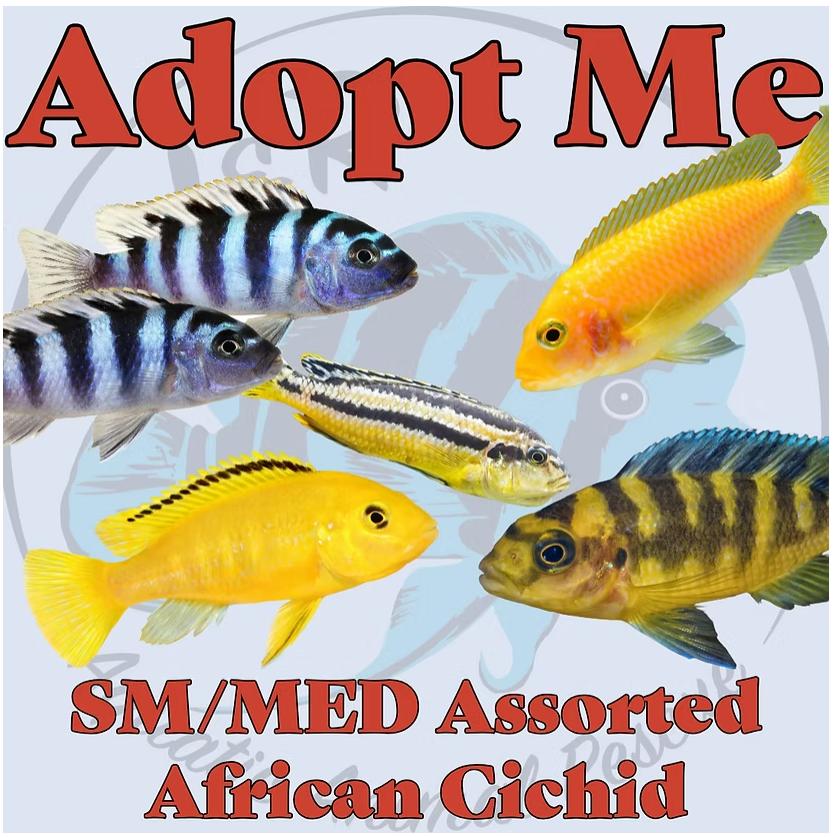 SM/MD Assorted African Cichlids, Adoptable, Adult Unknown Freshwater Fish.