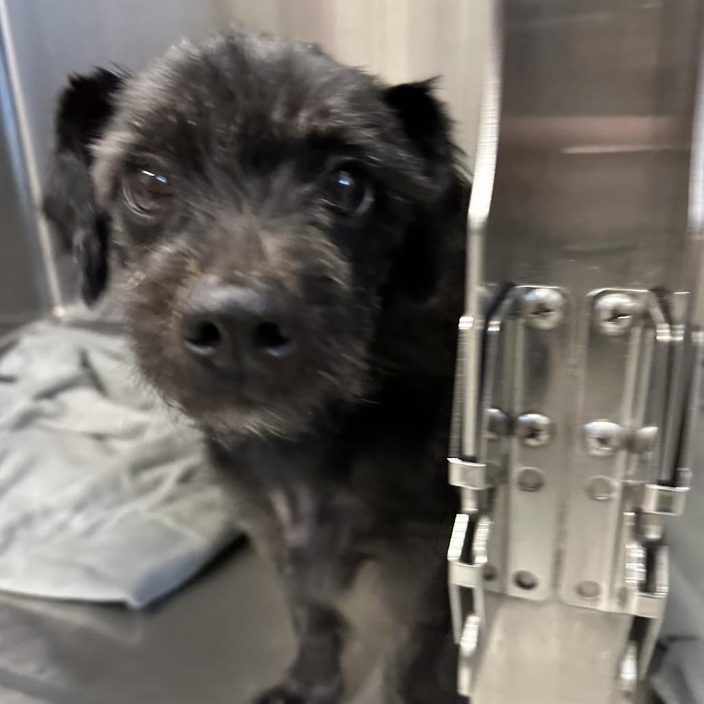 Kingston, Adoptable, Adult Male Mixed Breed.