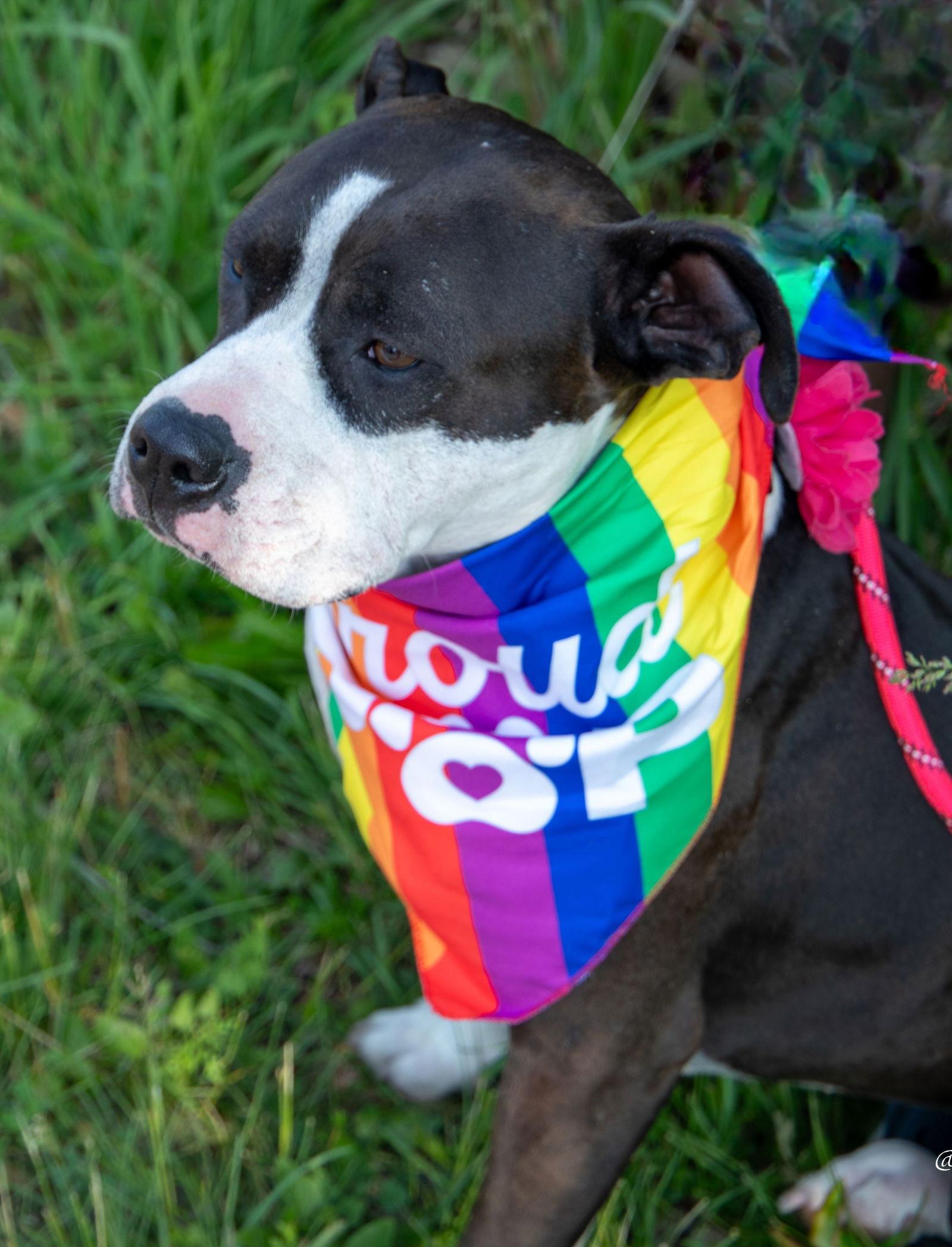 Venus, Adoptable, Adult Female Pit Bull Terrier.