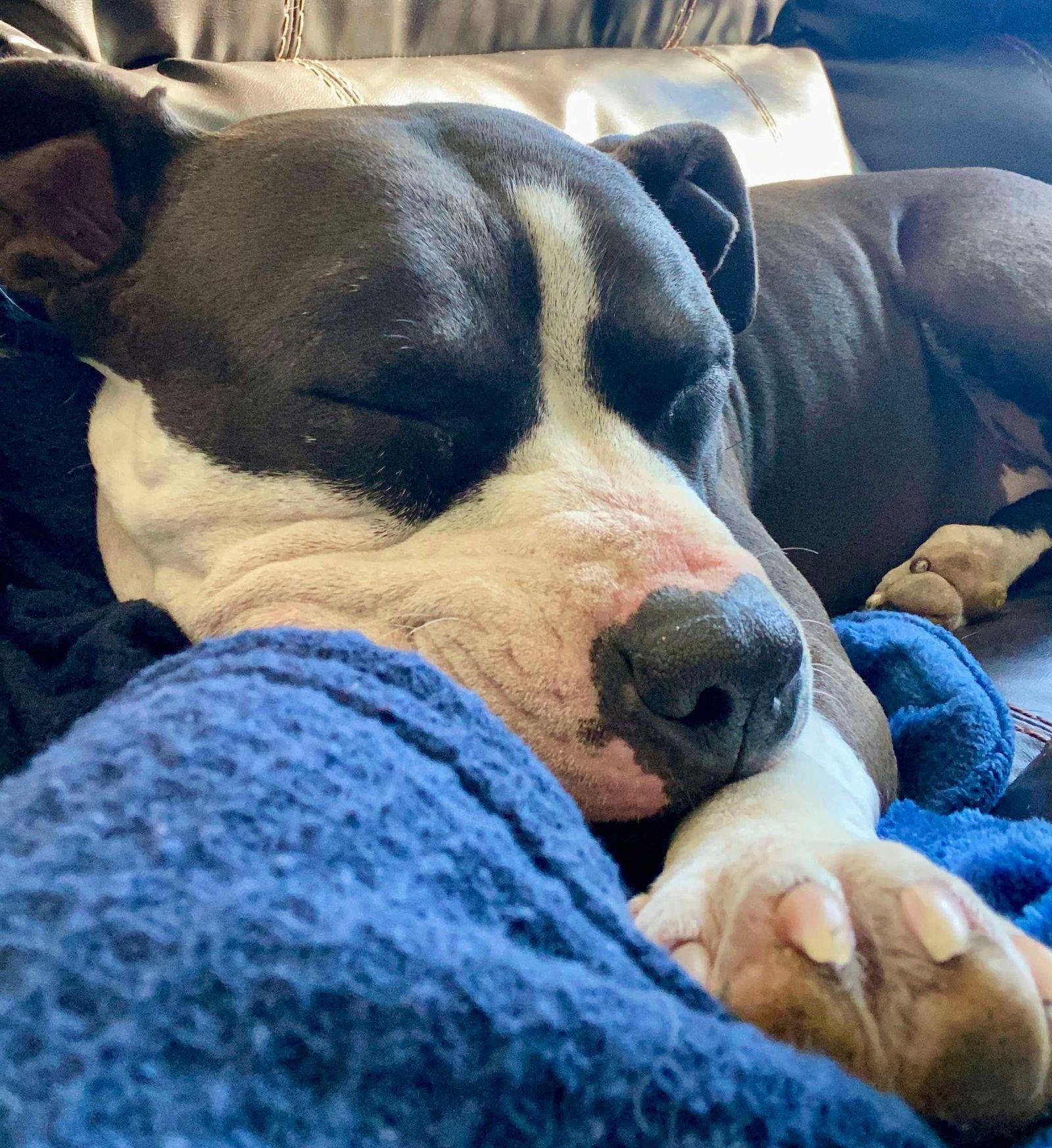 Venus, a Adoptable Pit Bull Terrier in Elgin, IL image 1/3