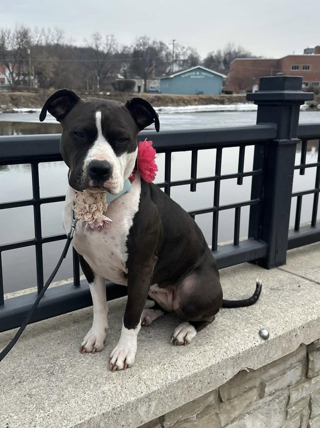 Venus, Adoptable, Adult Female Pit Bull Terrier.