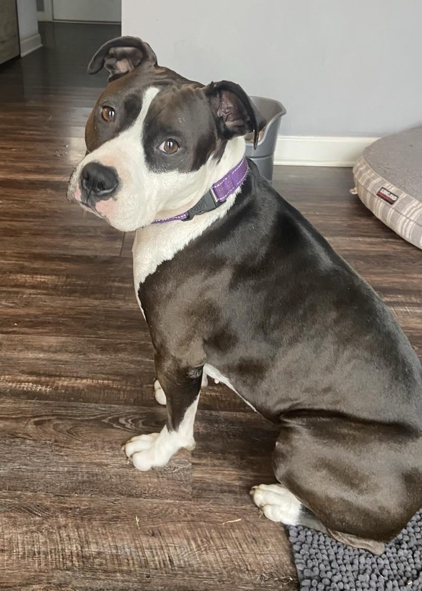 Venus, a Adoptable Pit Bull Terrier in Elgin, IL image 2/3