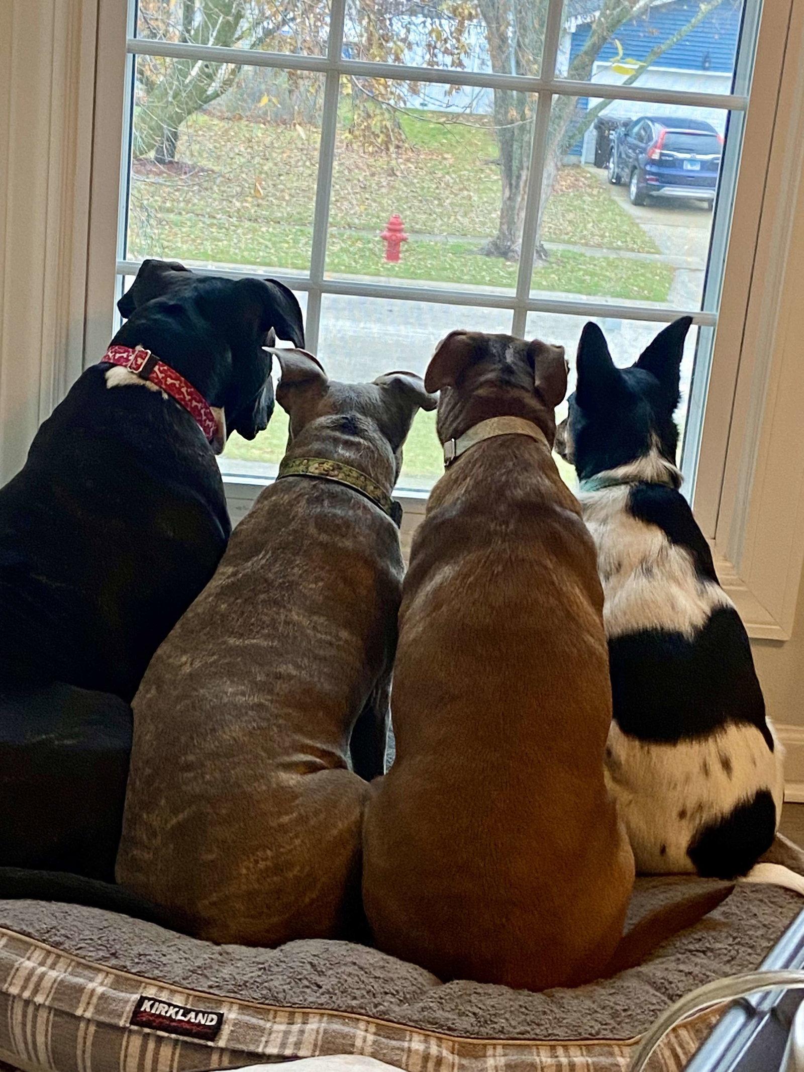 Enlarge Venus, a Adoptable Pit Bull Terrier in Elgin, IL image 3/3