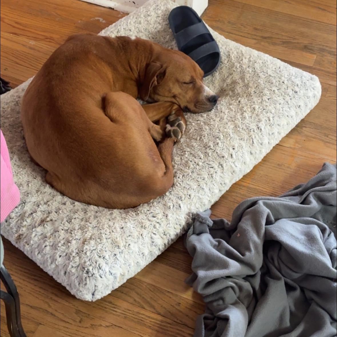 Sally, a ADOPTABLE mixed breed in grant, AL image 3/6