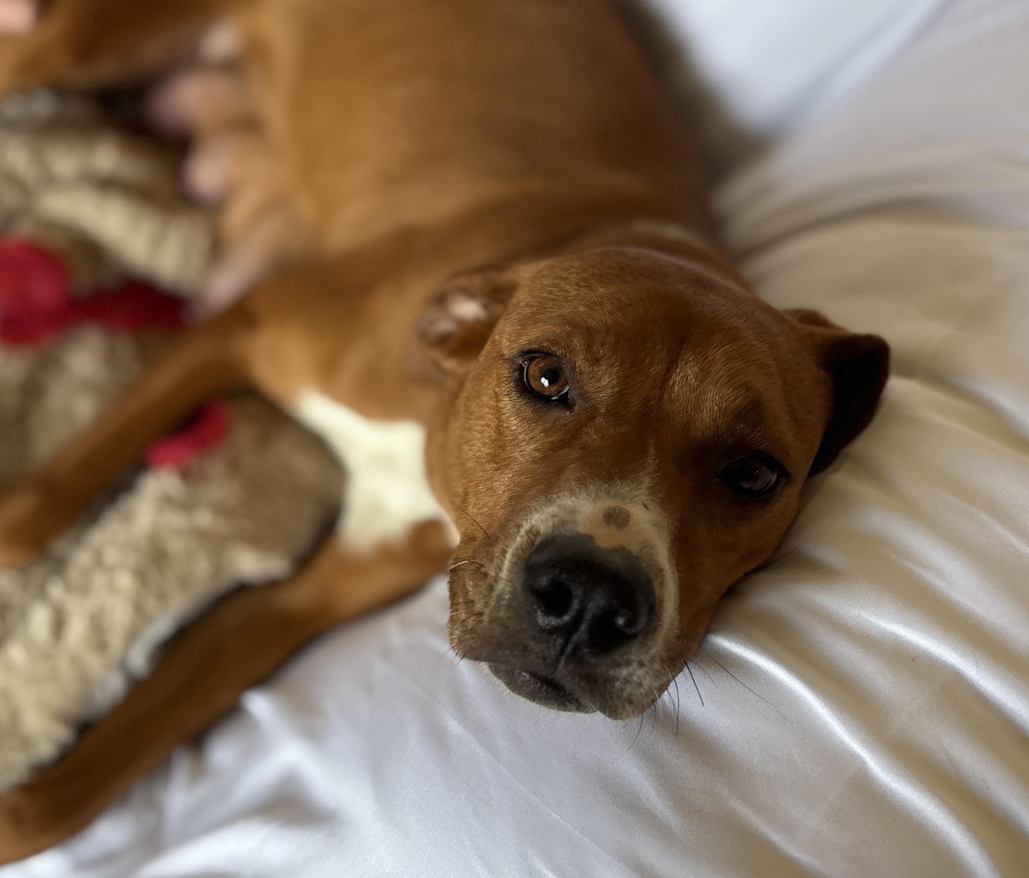 Sally, a ADOPTABLE mixed breed in grant, AL image 5/6