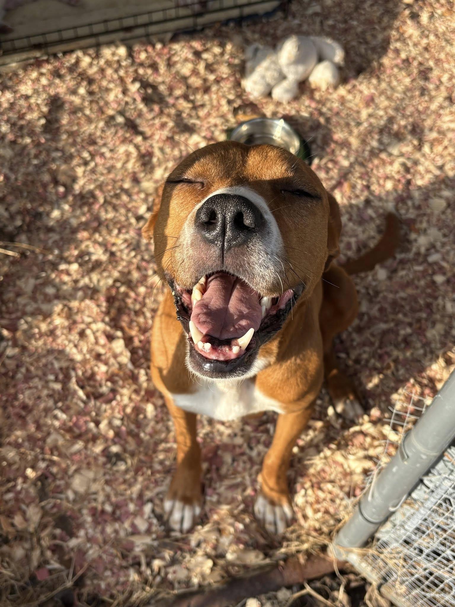 Sally, ADOPTABLE, Adult Female Mixed Breed.