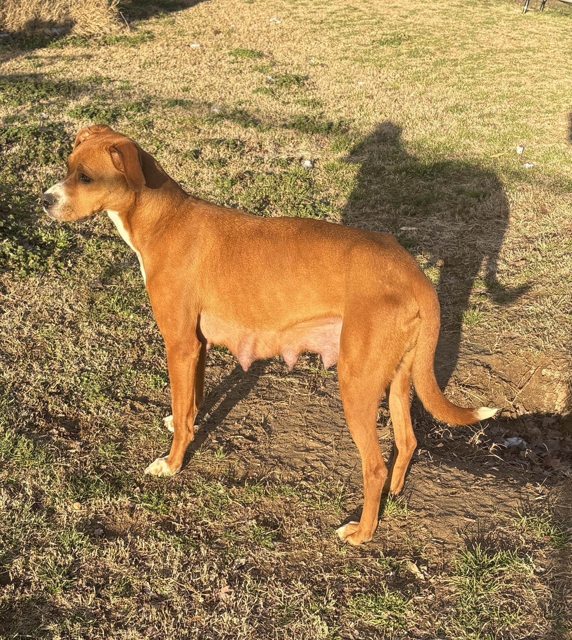 Sally, a ADOPTABLE mixed breed in grant, AL image 4/6