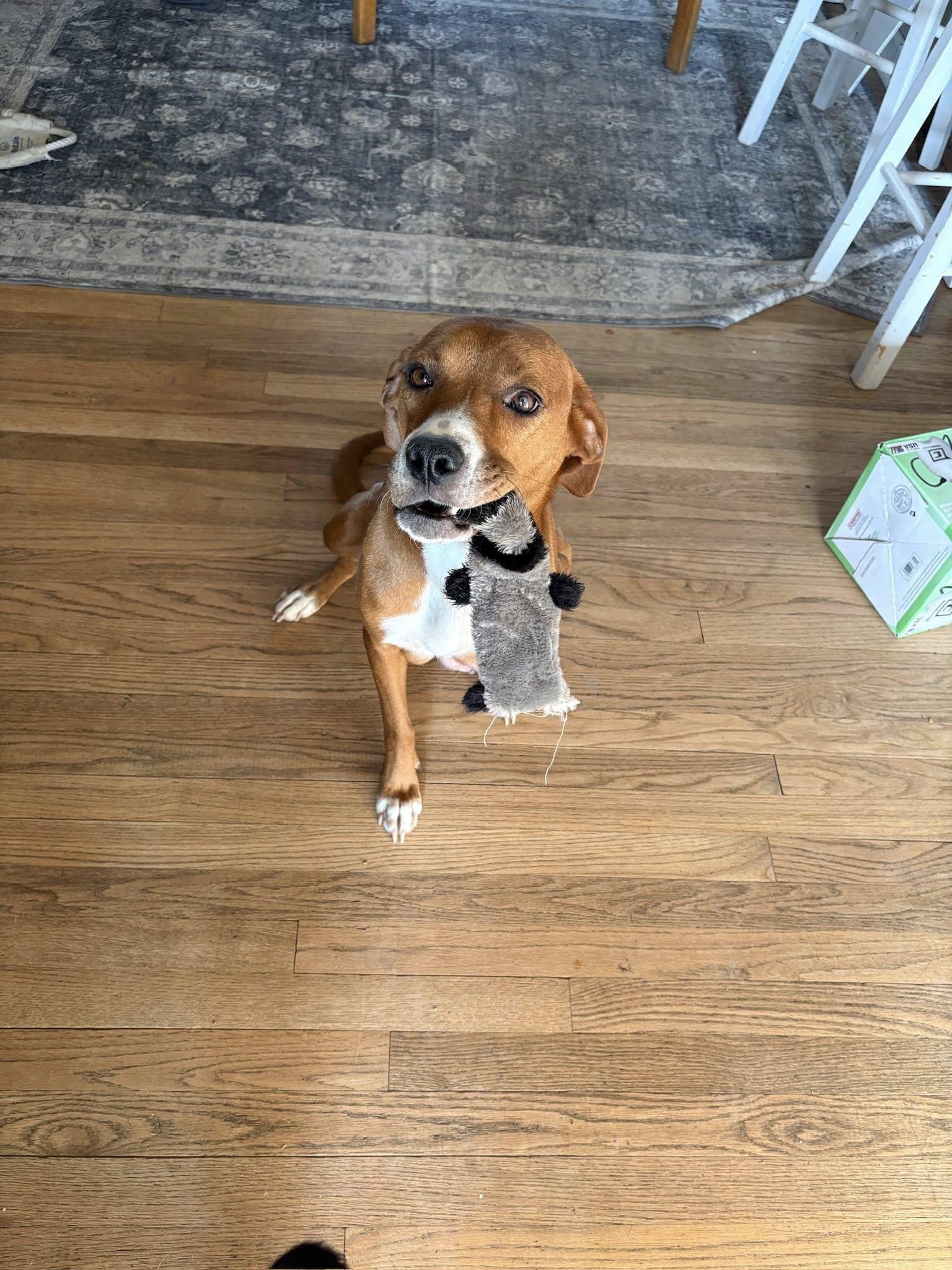 Sally, a ADOPTABLE mixed breed in grant, AL image 2/6