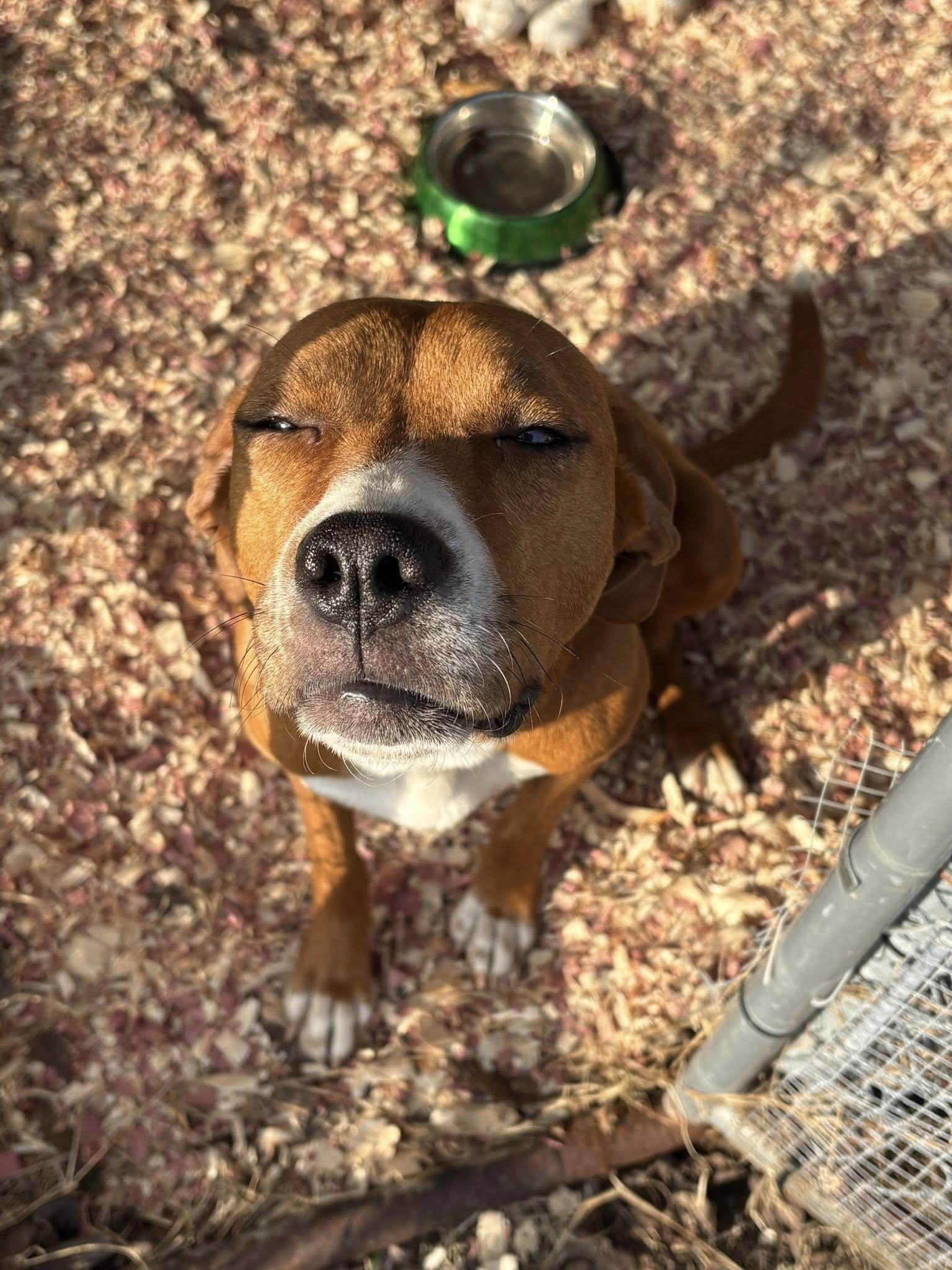 Sally, a ADOPTABLE mixed breed in grant, AL image 6/6