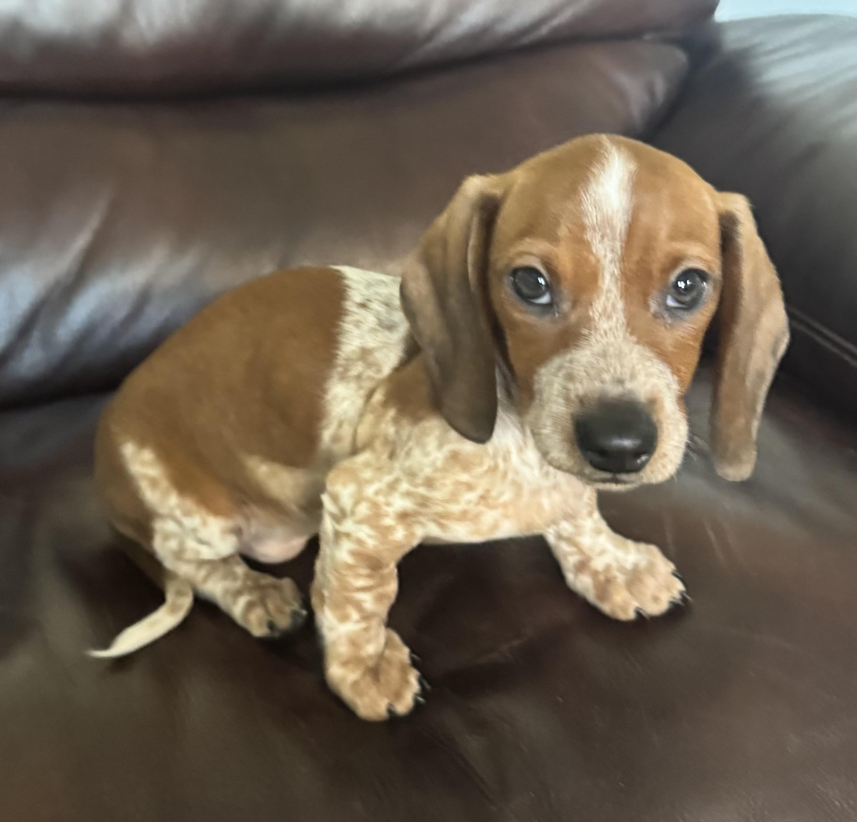 Enlarge Toby, a ADOPTABLE Dachshund in Overland Park, KS image 1/1