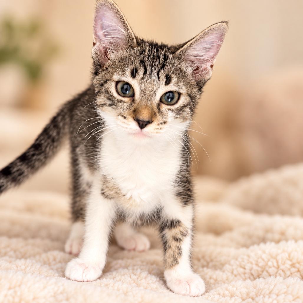 Tiffany, Adoptable, Kitten Female Domestic Short Hair.
