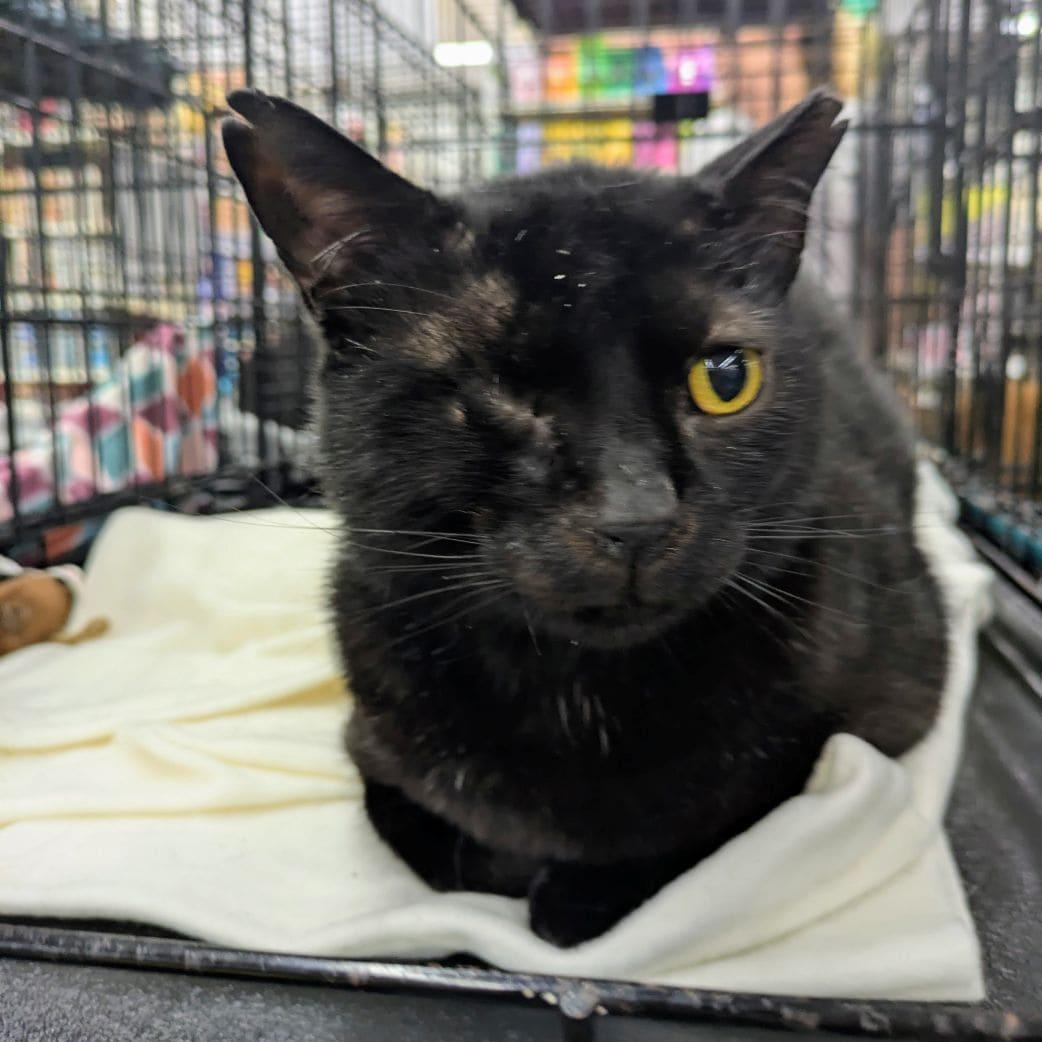 Ian, Adopted, Adult Male Domestic Short Hair.