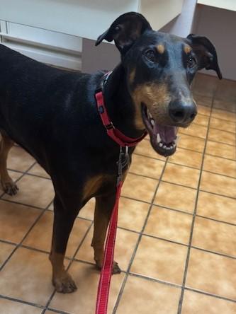 Enlarge Daisee, a Adopted Doberman Pinscher in Phoenix, AZ image 1/2