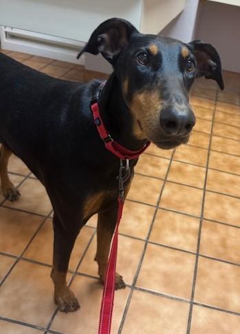 Enlarge Daisee, a Adopted Doberman Pinscher in Phoenix, AZ image 2/2