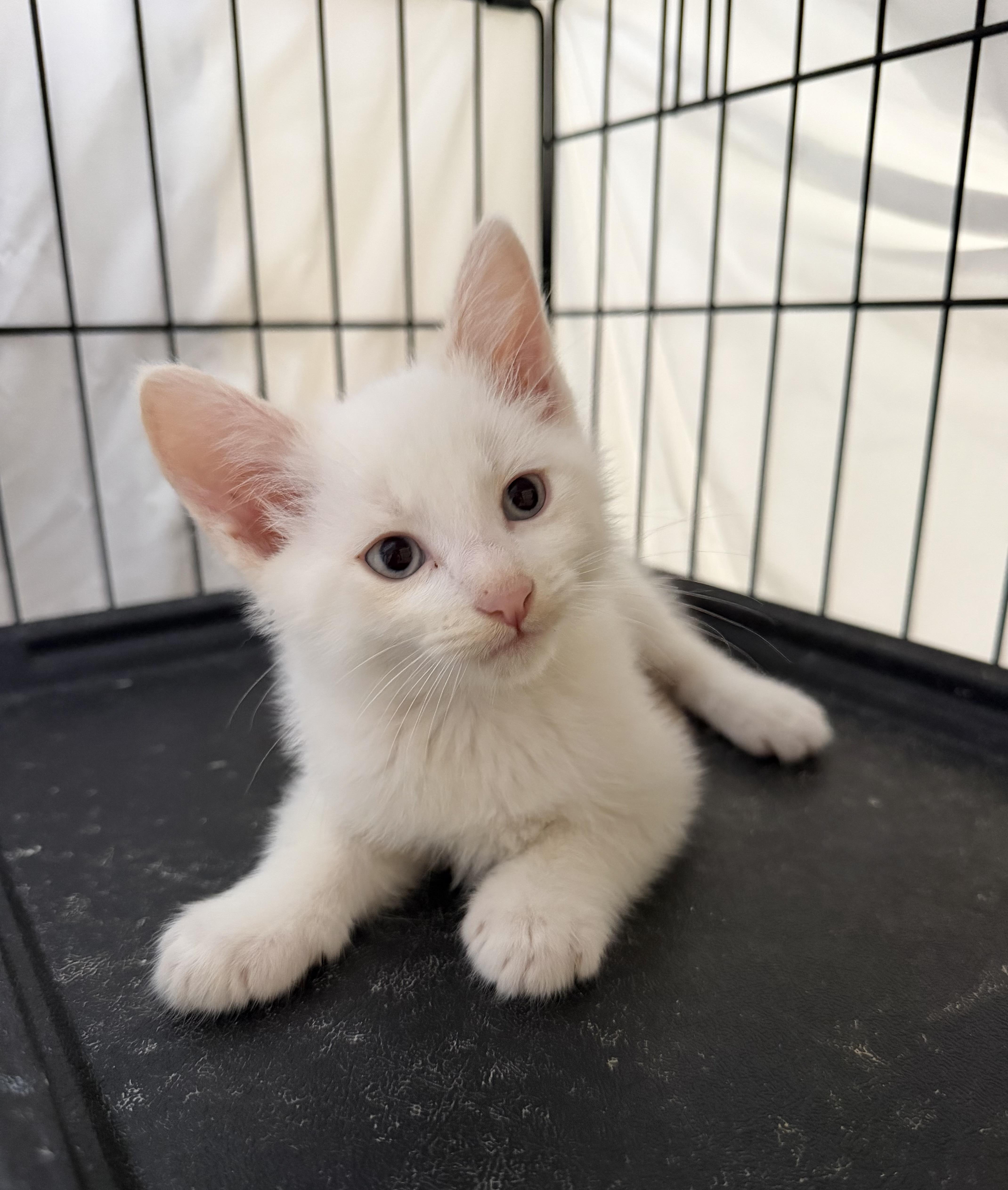 Ember, adopted, Kitten Male Domestic Short Hair.