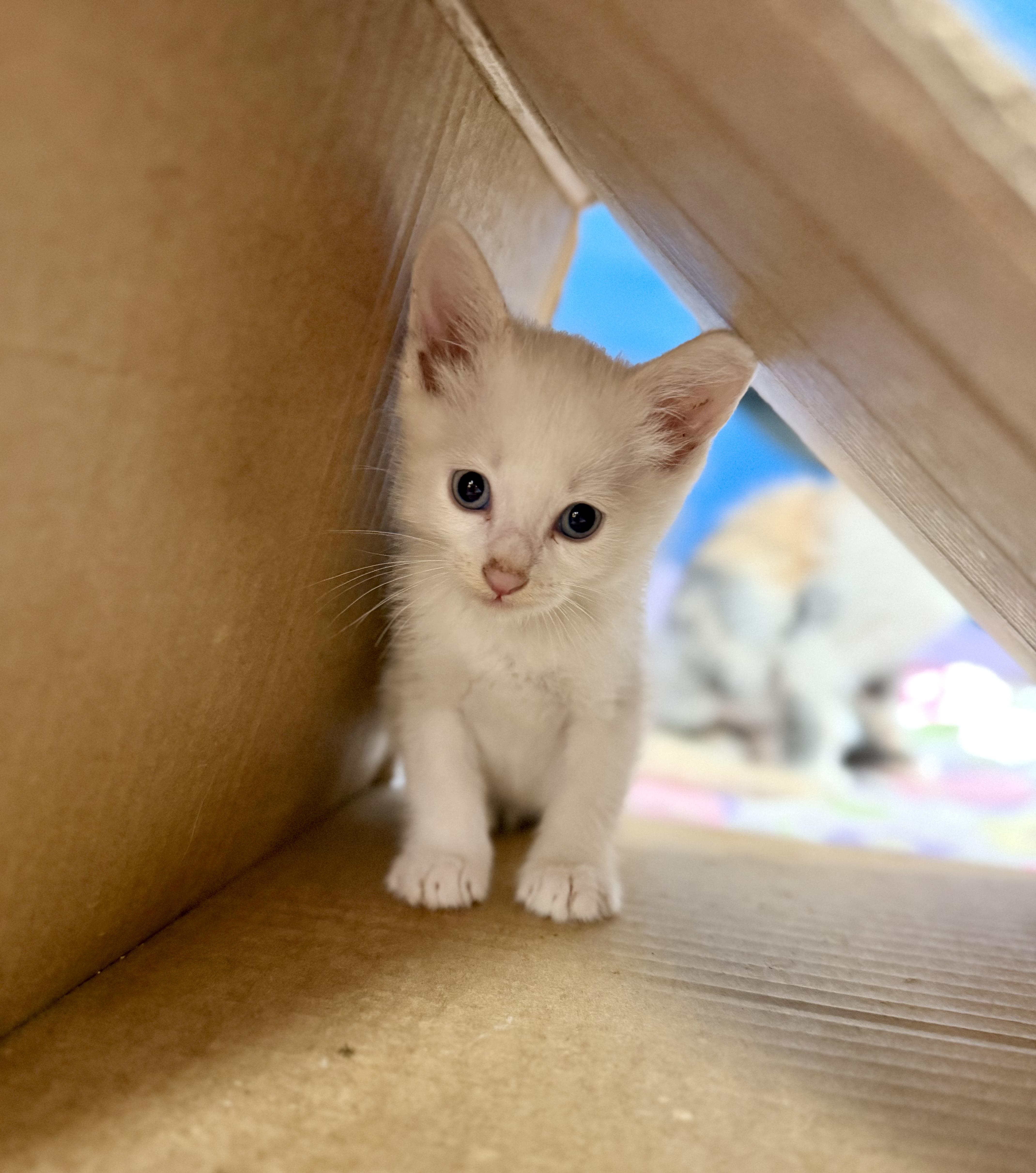 Ember, an adopted Domestic Short Hair in Gardena, CA image 2/3