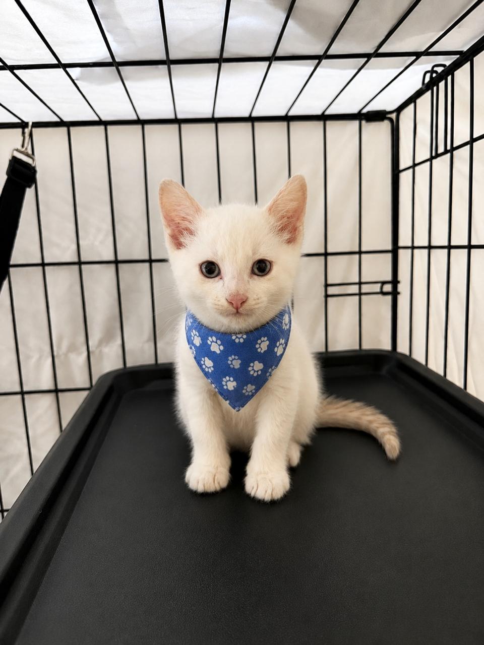 Ember, an adopted Domestic Short Hair in Gardena, CA image 3/3