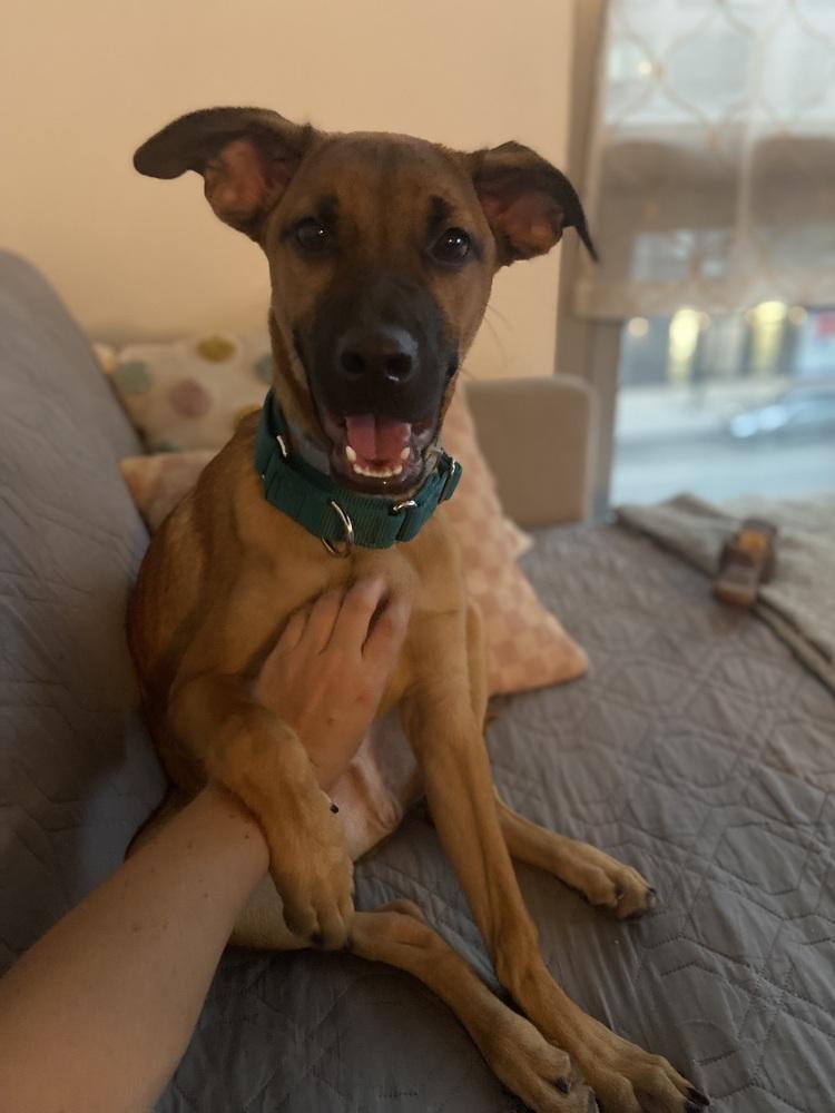 Matteo, Adoptable, Puppy Male Retriever.