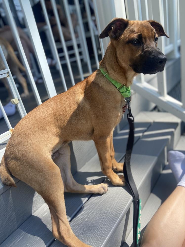 Enlarge Matteo, a Adoptable mixed breed in Valley Stream, NY image 2/6