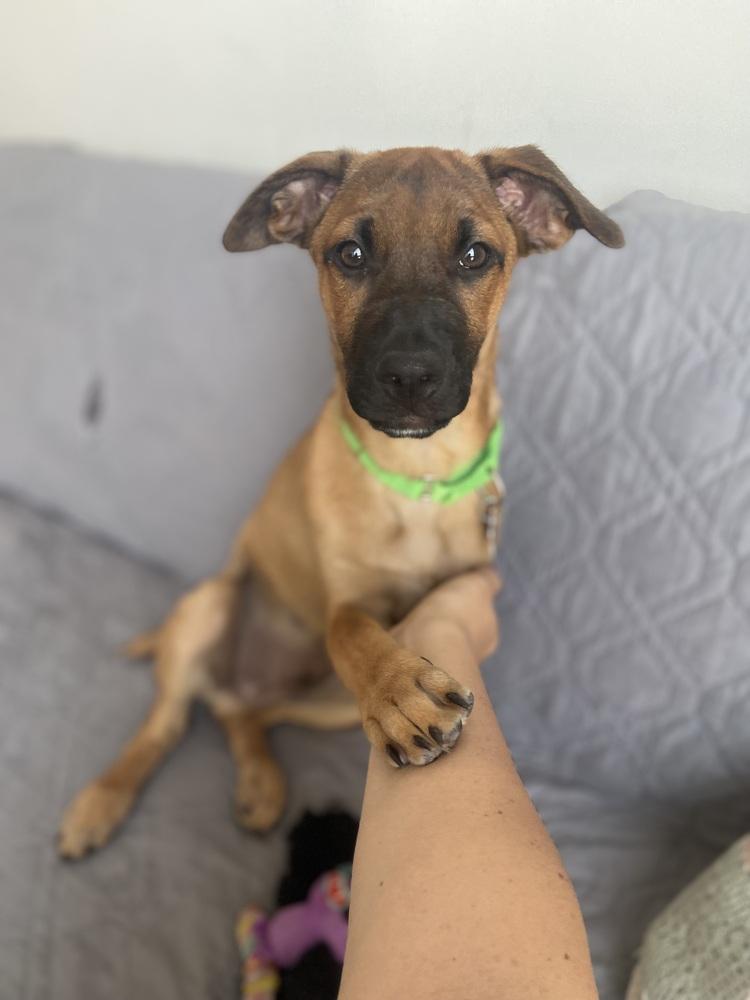 Enlarge Matteo, a Adoptable mixed breed in Valley Stream, NY image 4/6