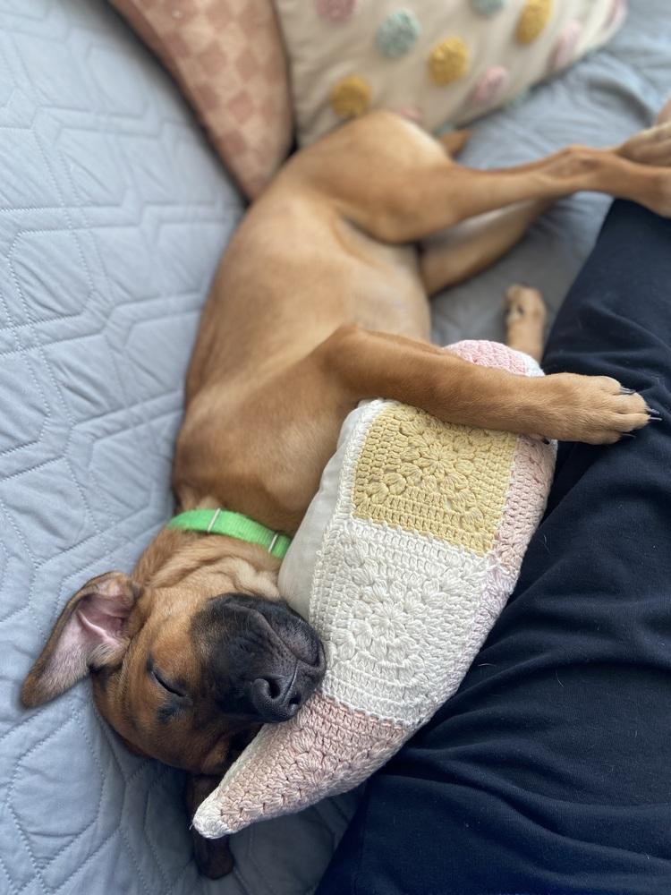 Enlarge Matteo, a Adoptable mixed breed in Valley Stream, NY image 5/6