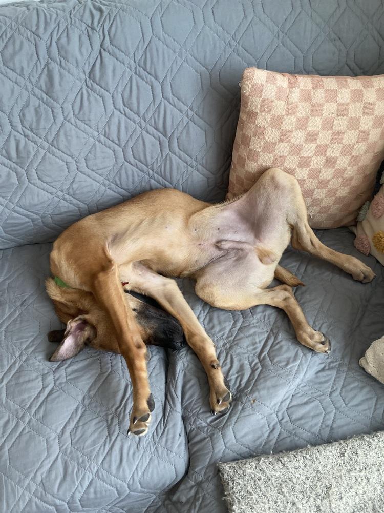 Enlarge Matteo, a Adoptable mixed breed in Valley Stream, NY image 5/6