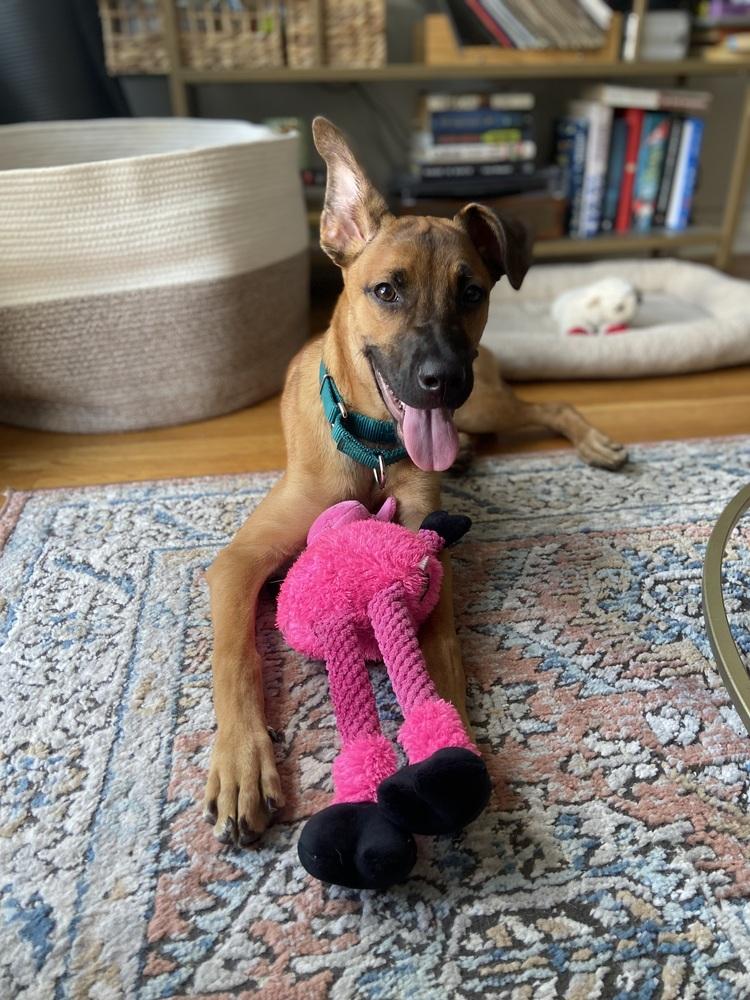 Enlarge Matteo, a Adoptable mixed breed in Valley Stream, NY image 6/6