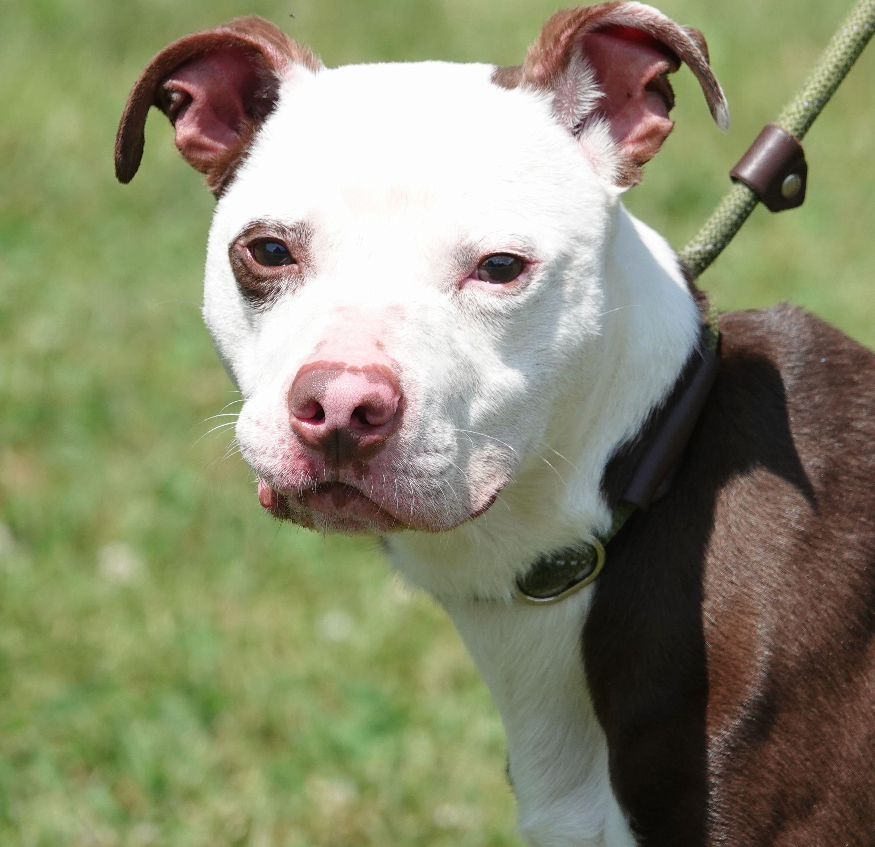 Chance, Senior Male unknown