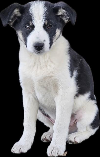 Enlarge Rover, a ADOPTABLE mixed breed in Sharpsville, PA image 1/1