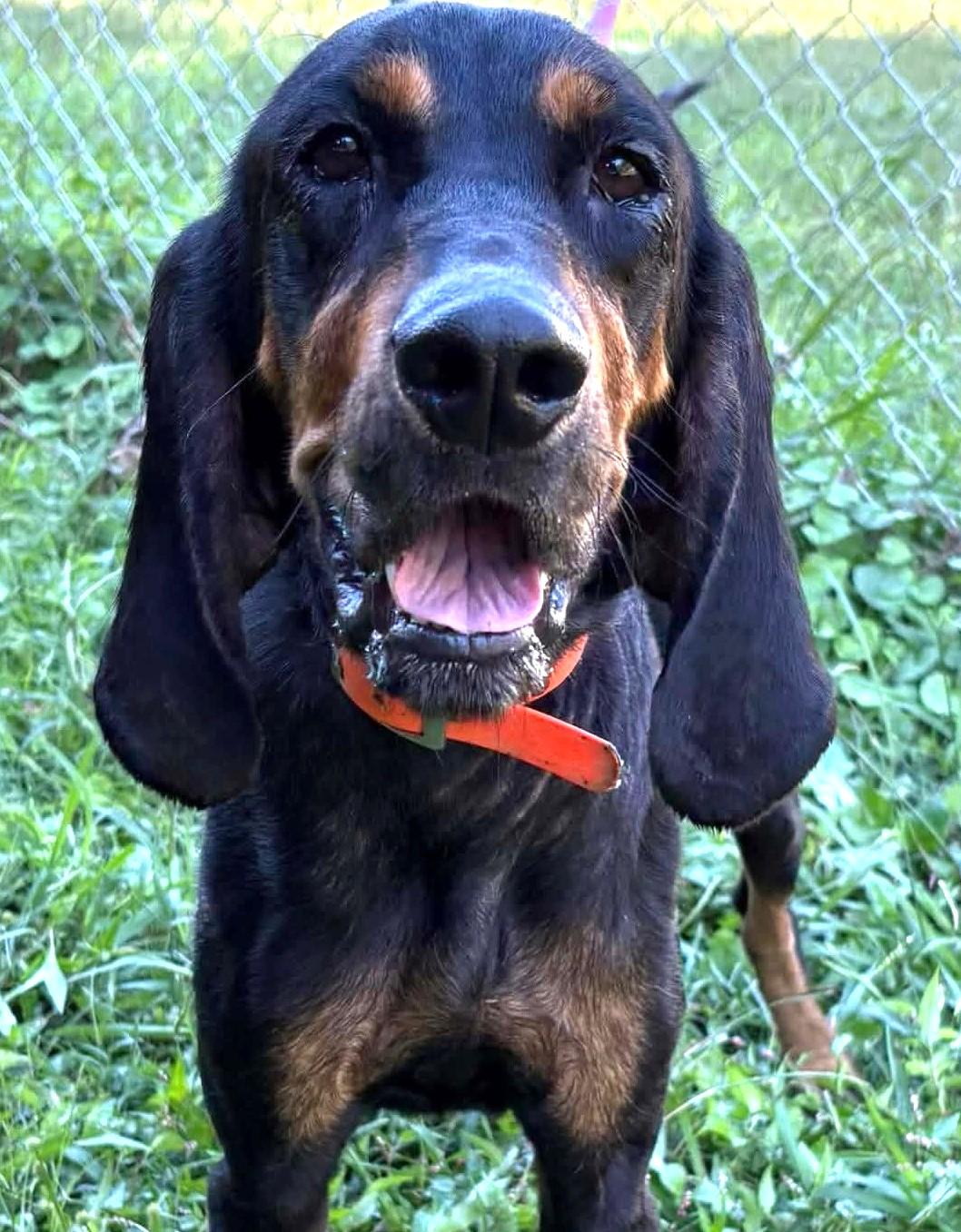Enlarge Oliver-Available www.lhar.dog to apply, a Adoptable mixed breed in Frederick, MD image 6/6