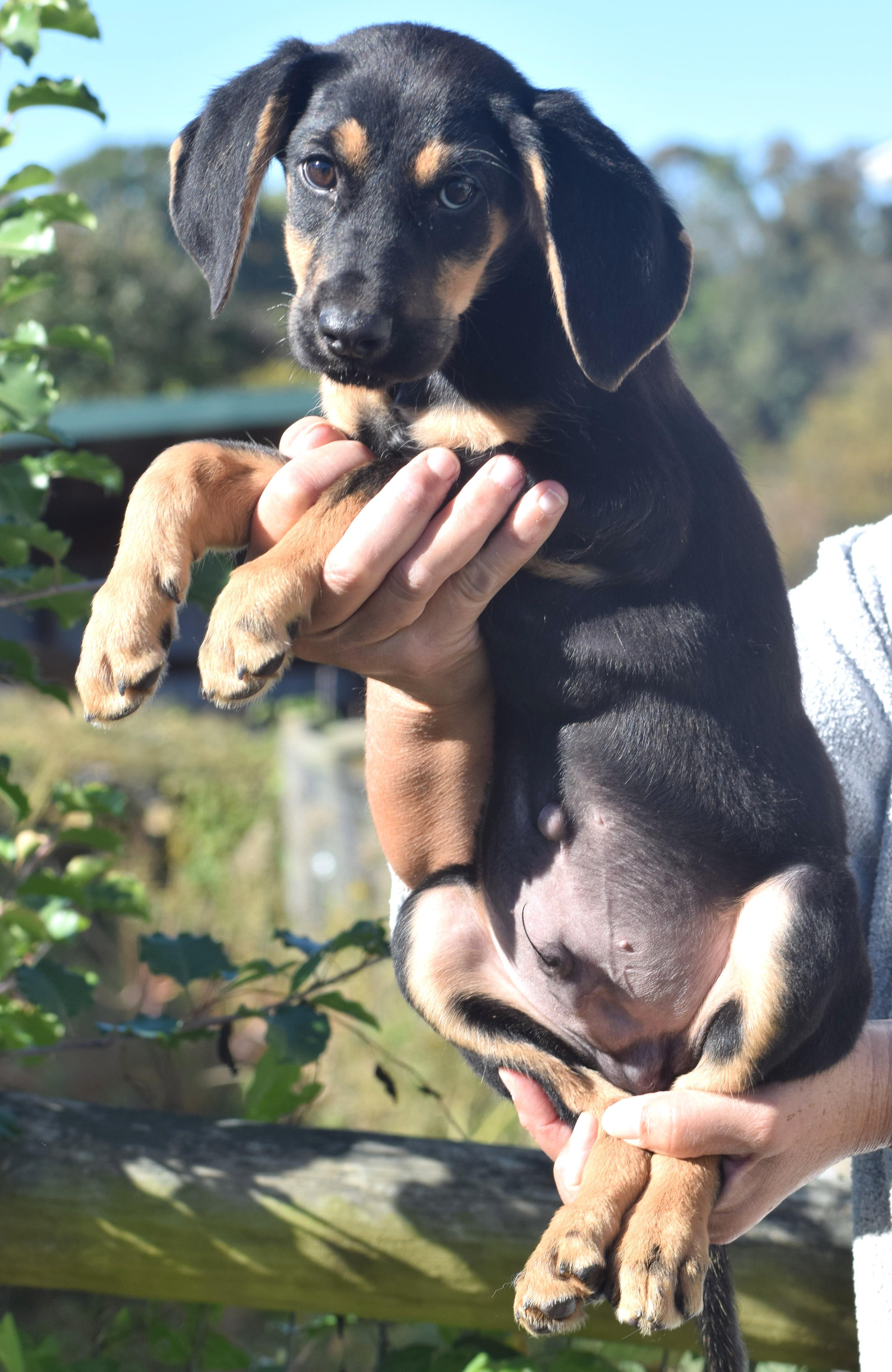 Enlarge Oliver-Available www.lhar.dog to apply, a Adoptable mixed breed in Frederick, MD image 3/6