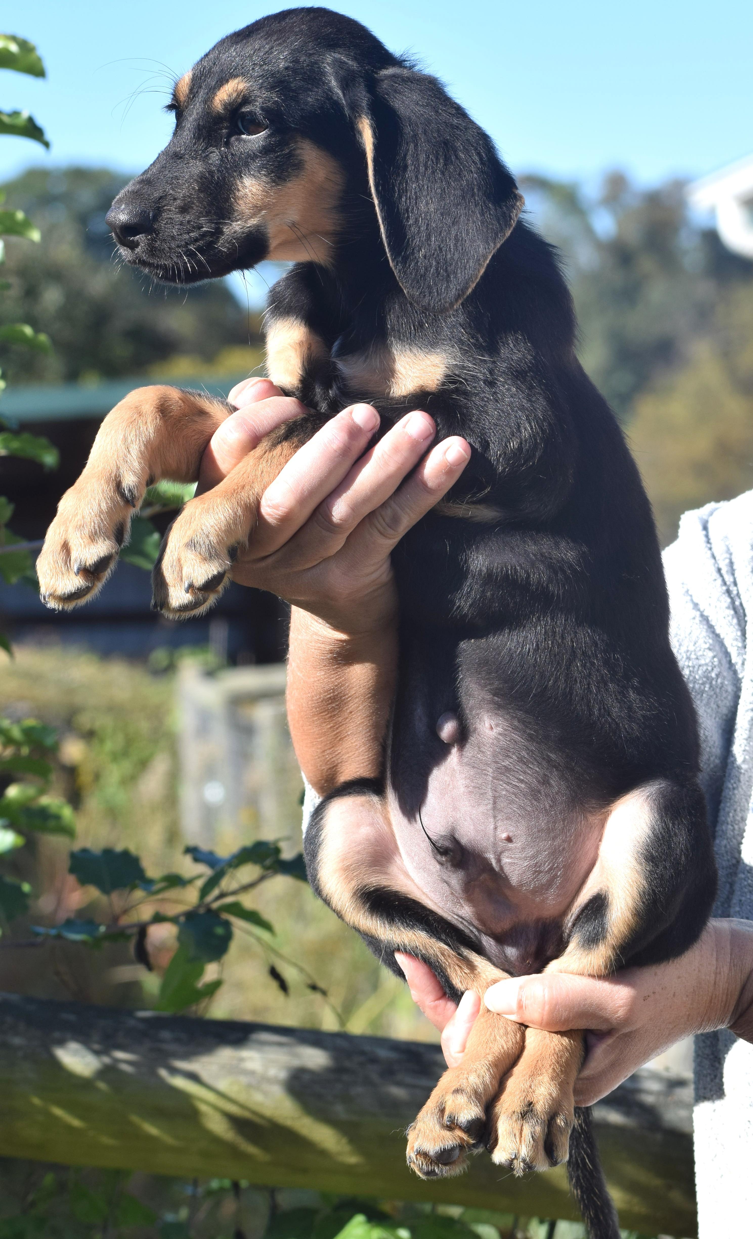 Enlarge Oliver-Available www.lhar.dog to apply, a Adoptable mixed breed in Frederick, MD image 5/6