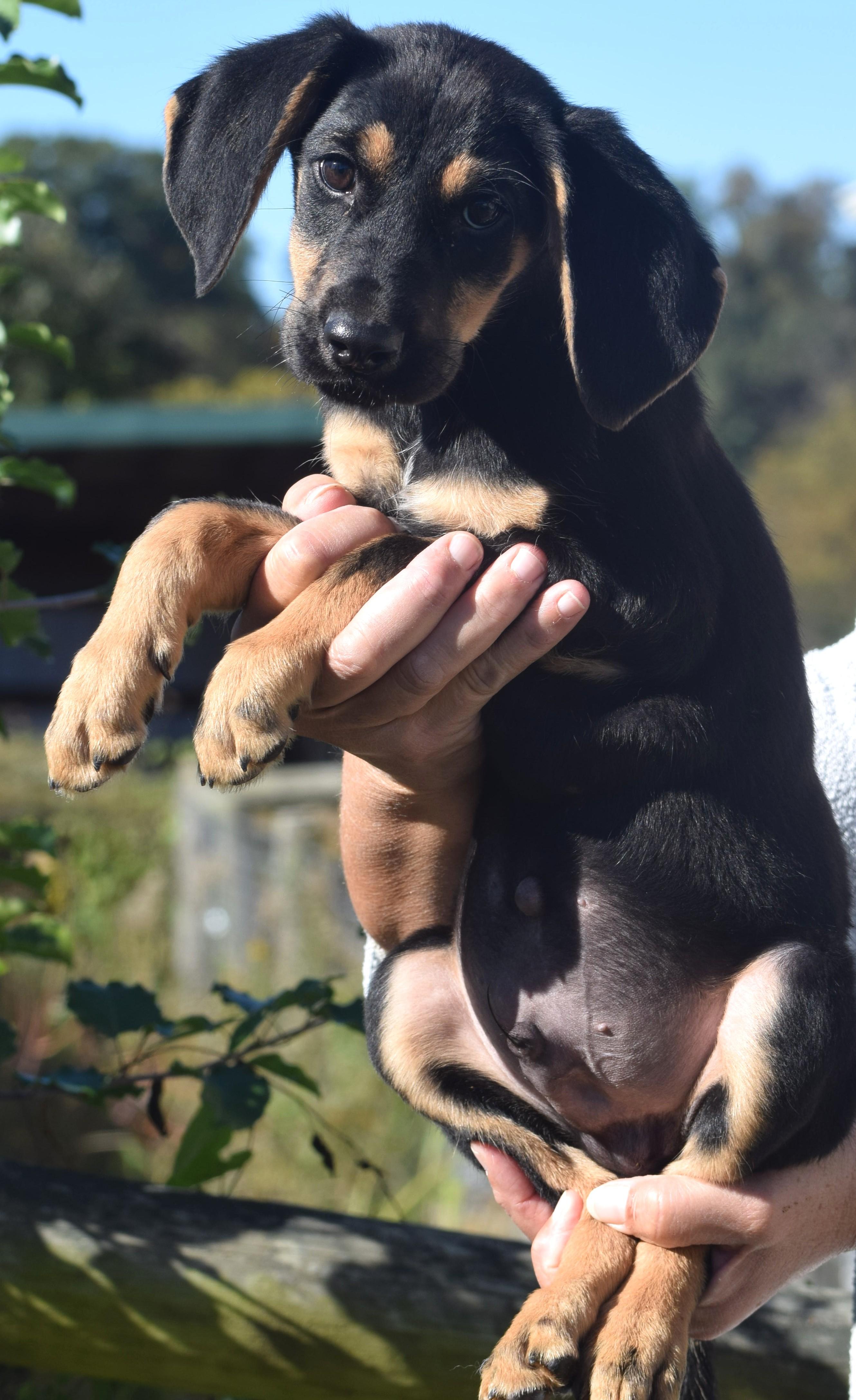 Enlarge Oliver-Available www.lhar.dog to apply, a Adoptable mixed breed in Frederick, MD image 4/6