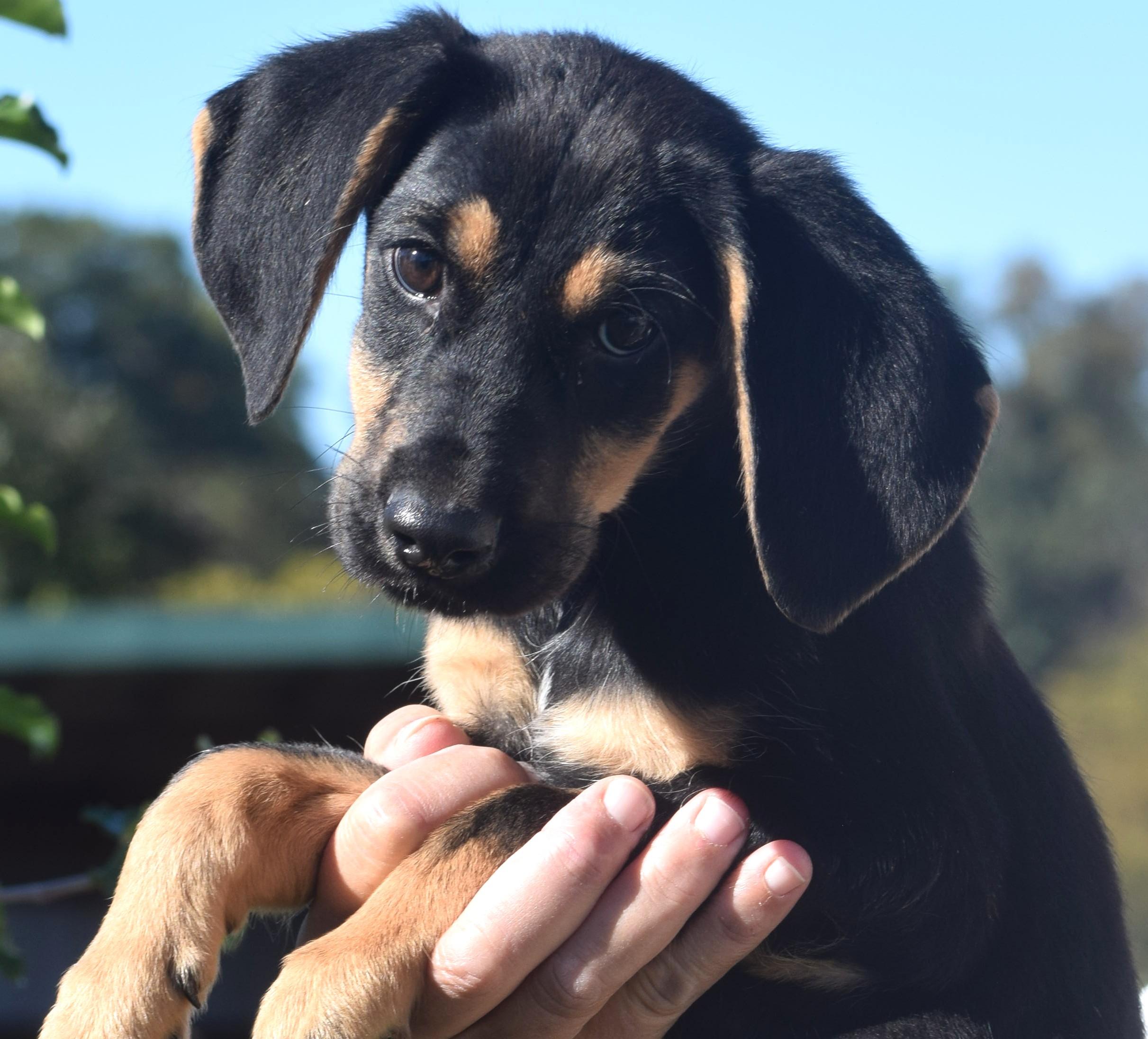 Enlarge Oliver-Available www.lhar.dog to apply, a Adoptable mixed breed in Frederick, MD image 2/6