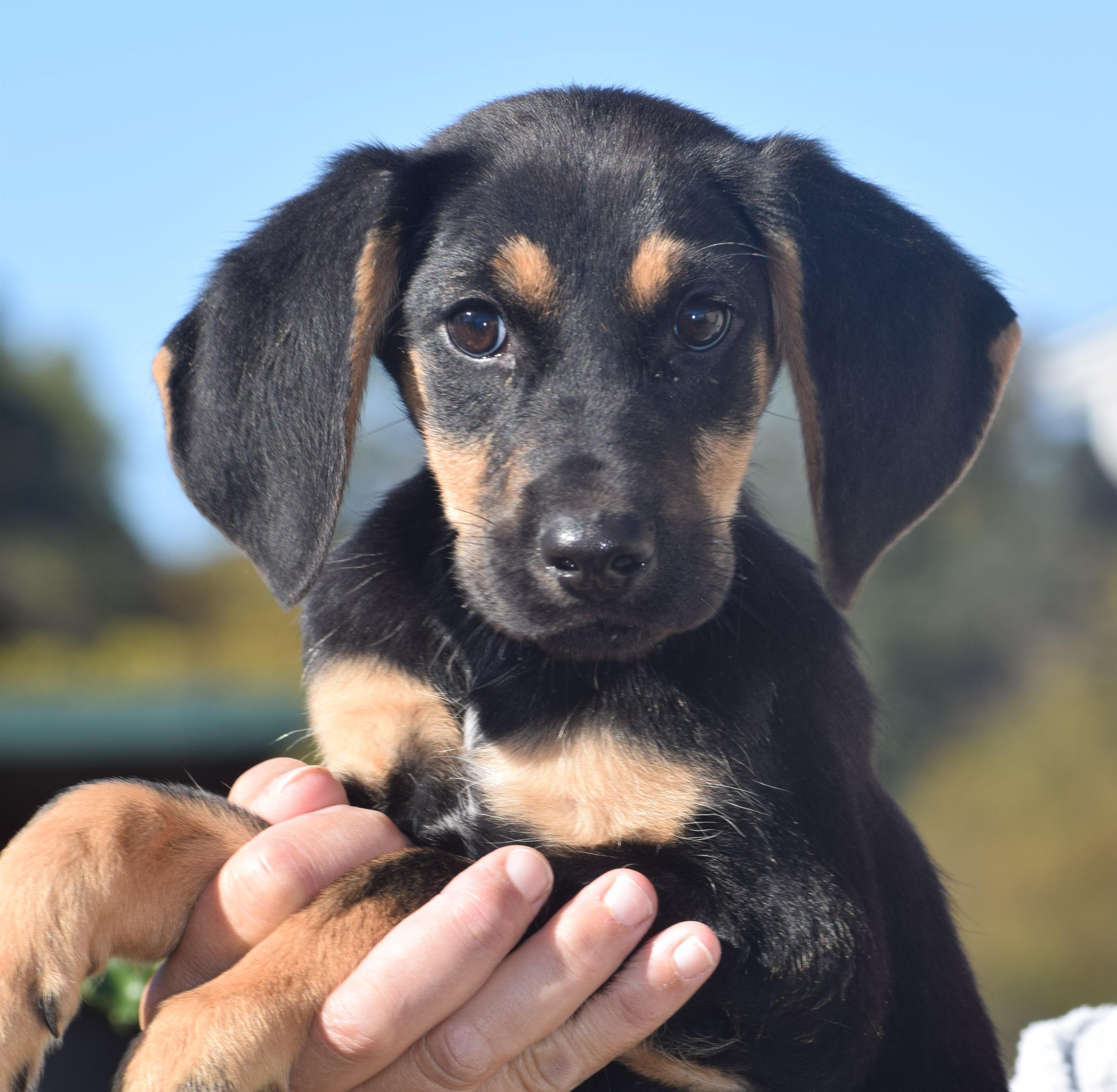 Enlarge Oliver-Available www.lhar.dog to apply, a Adoptable mixed breed in Frederick, MD image 1/6