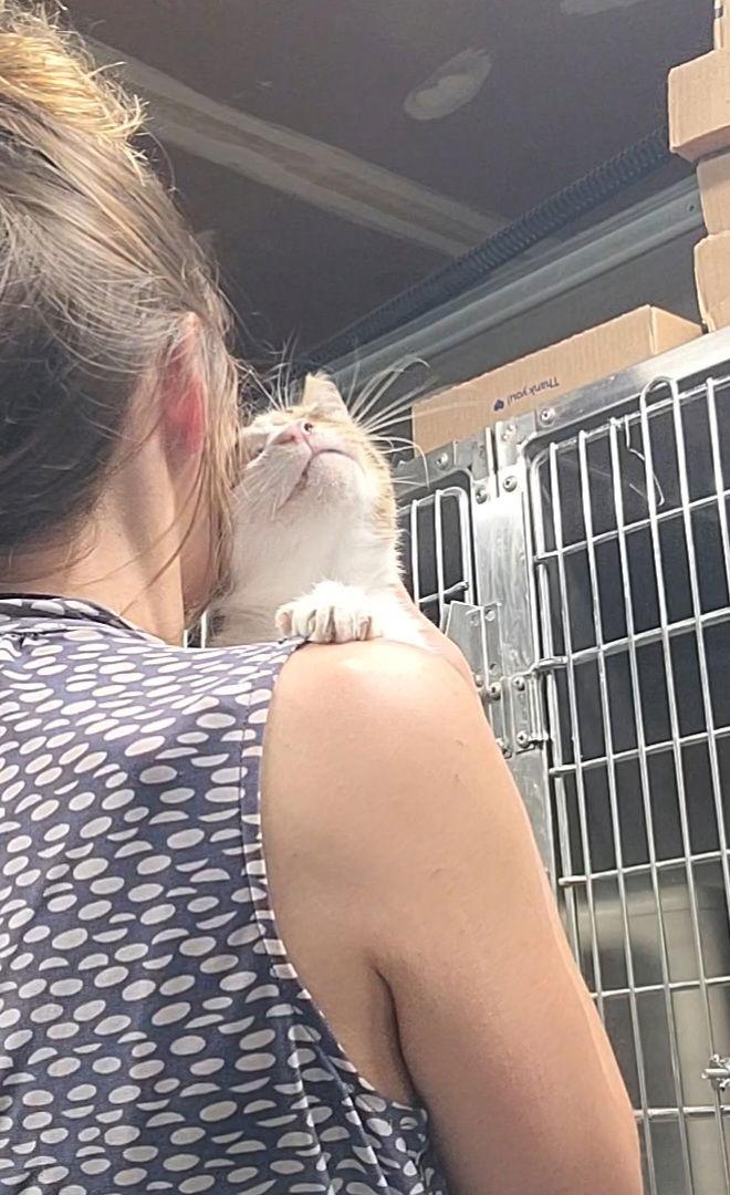 Leo from kuwait, Adoptable, Adult Male Domestic Short Hair.