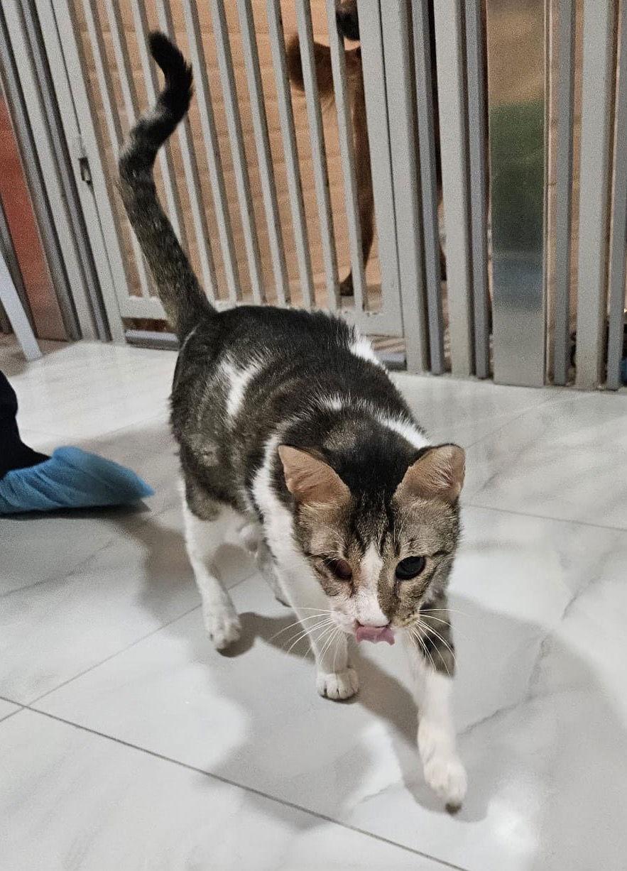 Leo from kuwait, a Adoptable Domestic Short Hair in Herndon, VA image 2/3