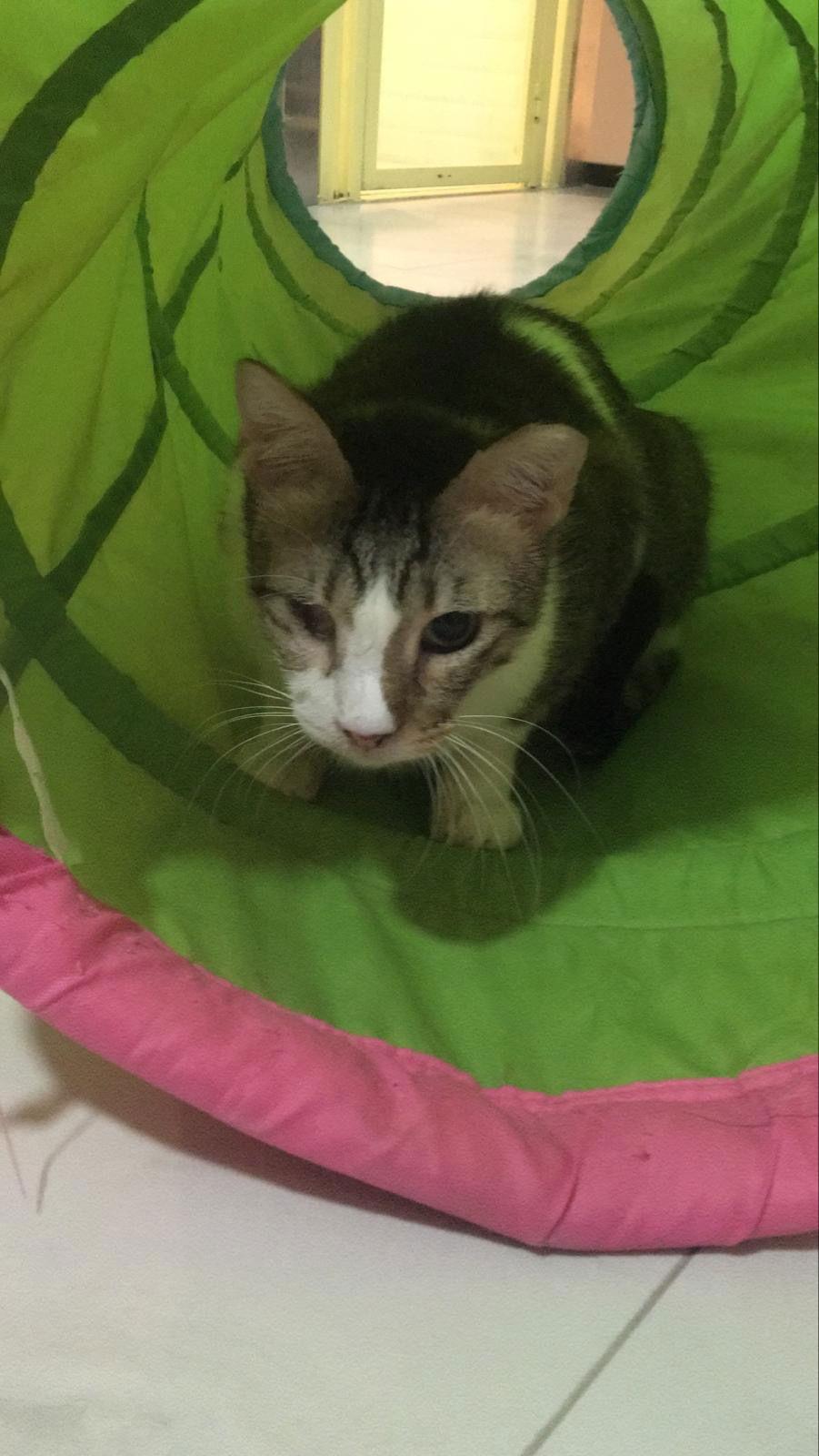 Leo from kuwait, a Adoptable Domestic Short Hair in Herndon, VA image 3/3