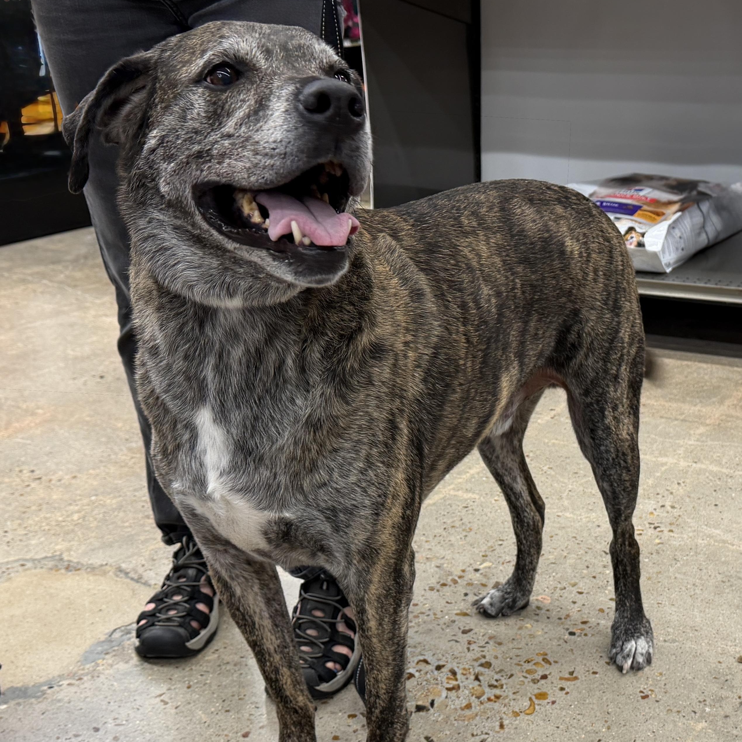 Enlarge Hobbes - Easy-going Sweetheart, a Adoptable mixed breed in League City, TX image 5/5