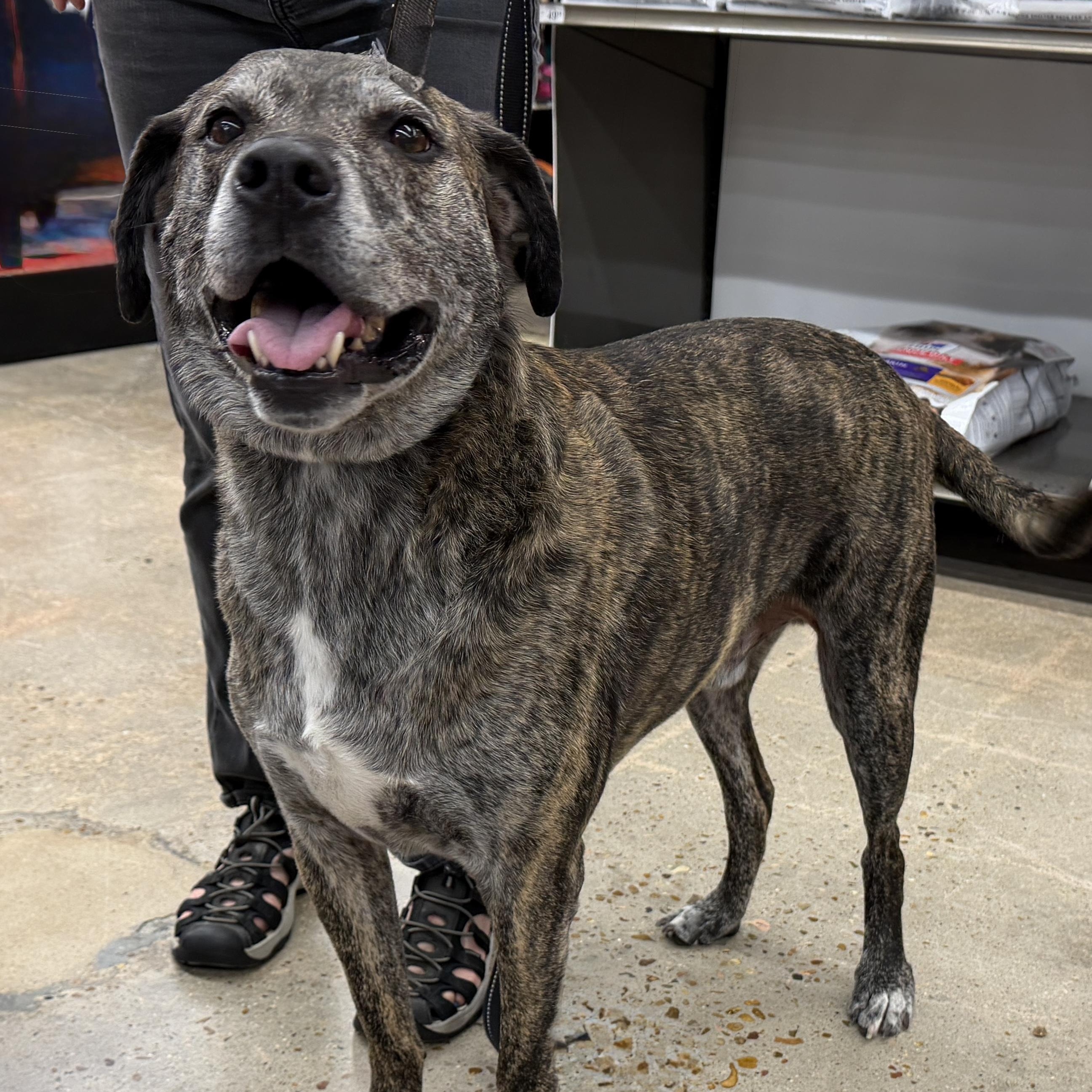 Enlarge Hobbes - Easy-going Sweetheart, a Adoptable mixed breed in League City, TX image 4/5