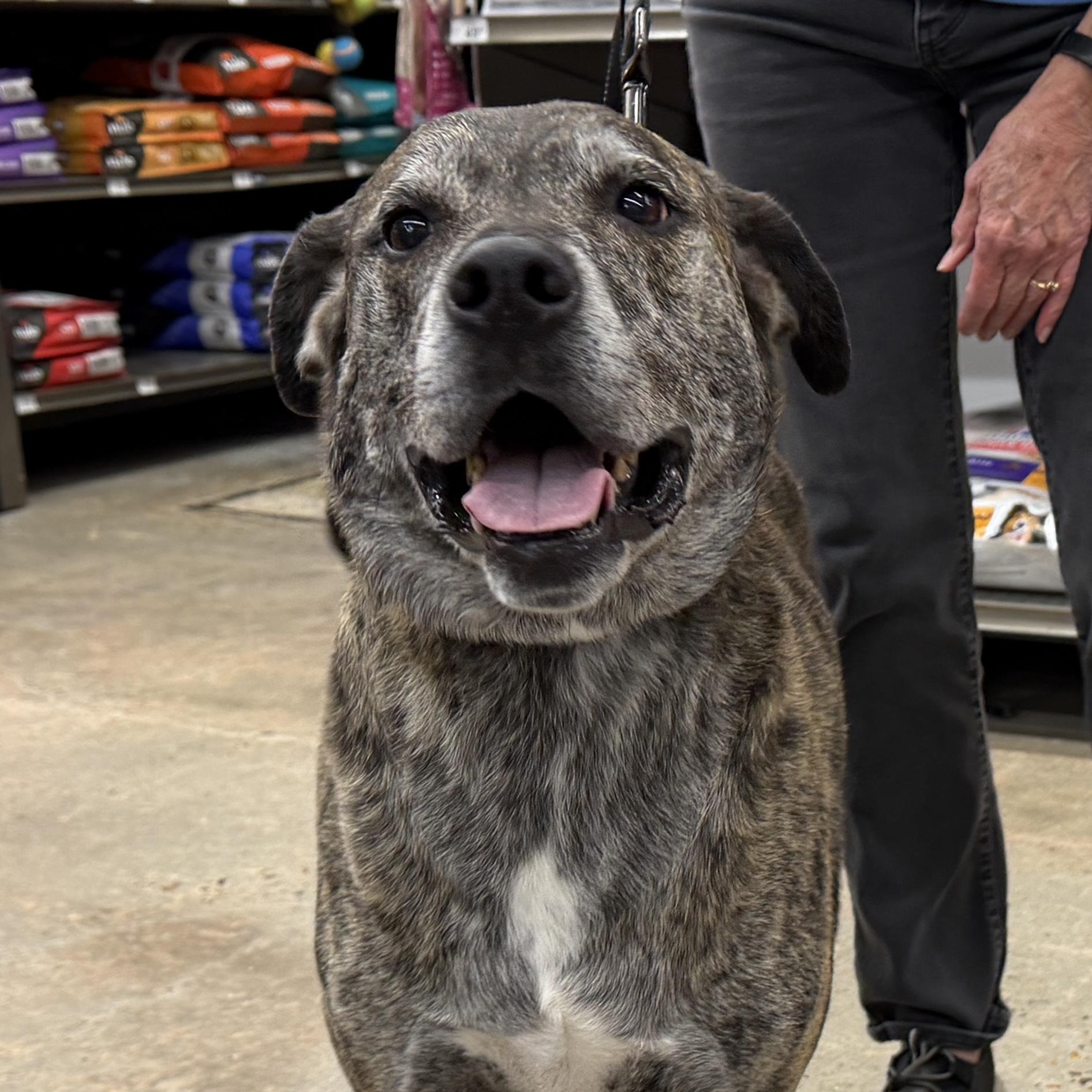 Enlarge Hobbes - Easy-going Sweetheart, a Adoptable mixed breed in League City, TX image 1/5