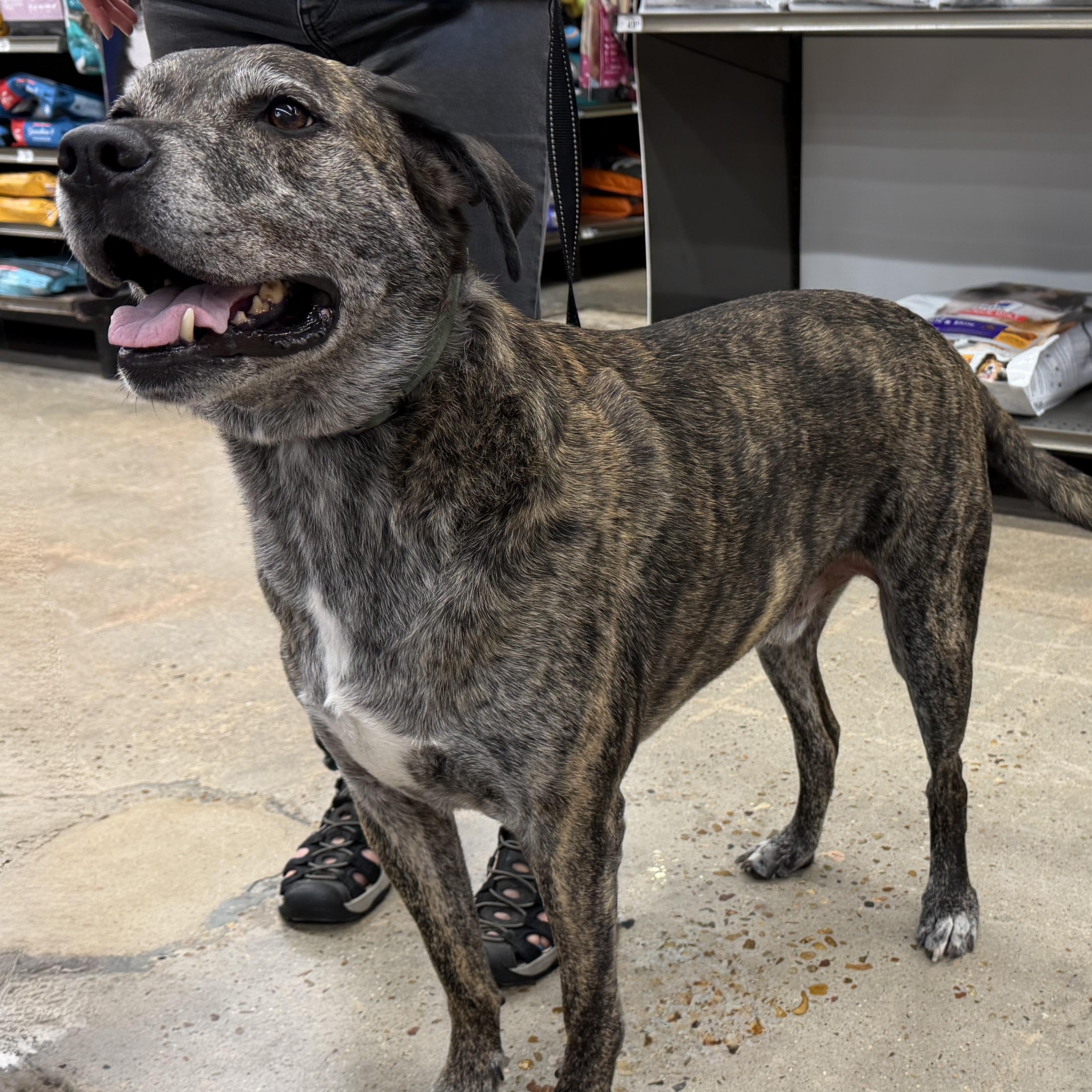 Enlarge Hobbes - Easy-going Sweetheart, a Adoptable mixed breed in League City, TX image 3/5